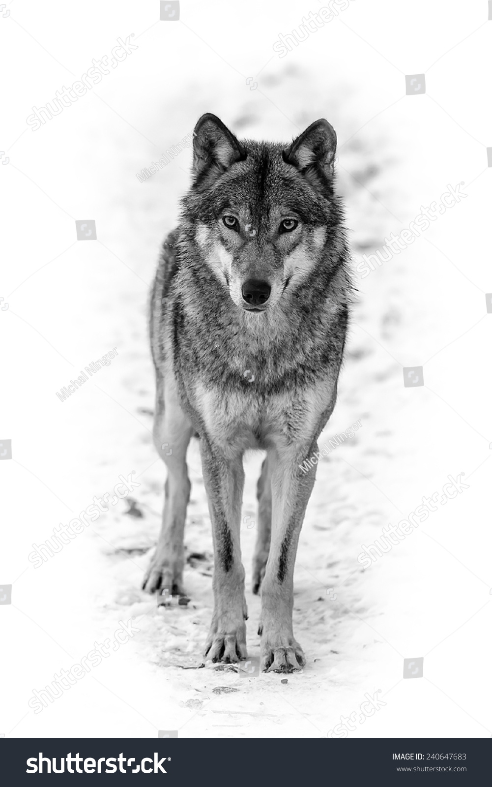 Eurasian Wolf Black And White Stock Photo 240647683 : Shutterstock