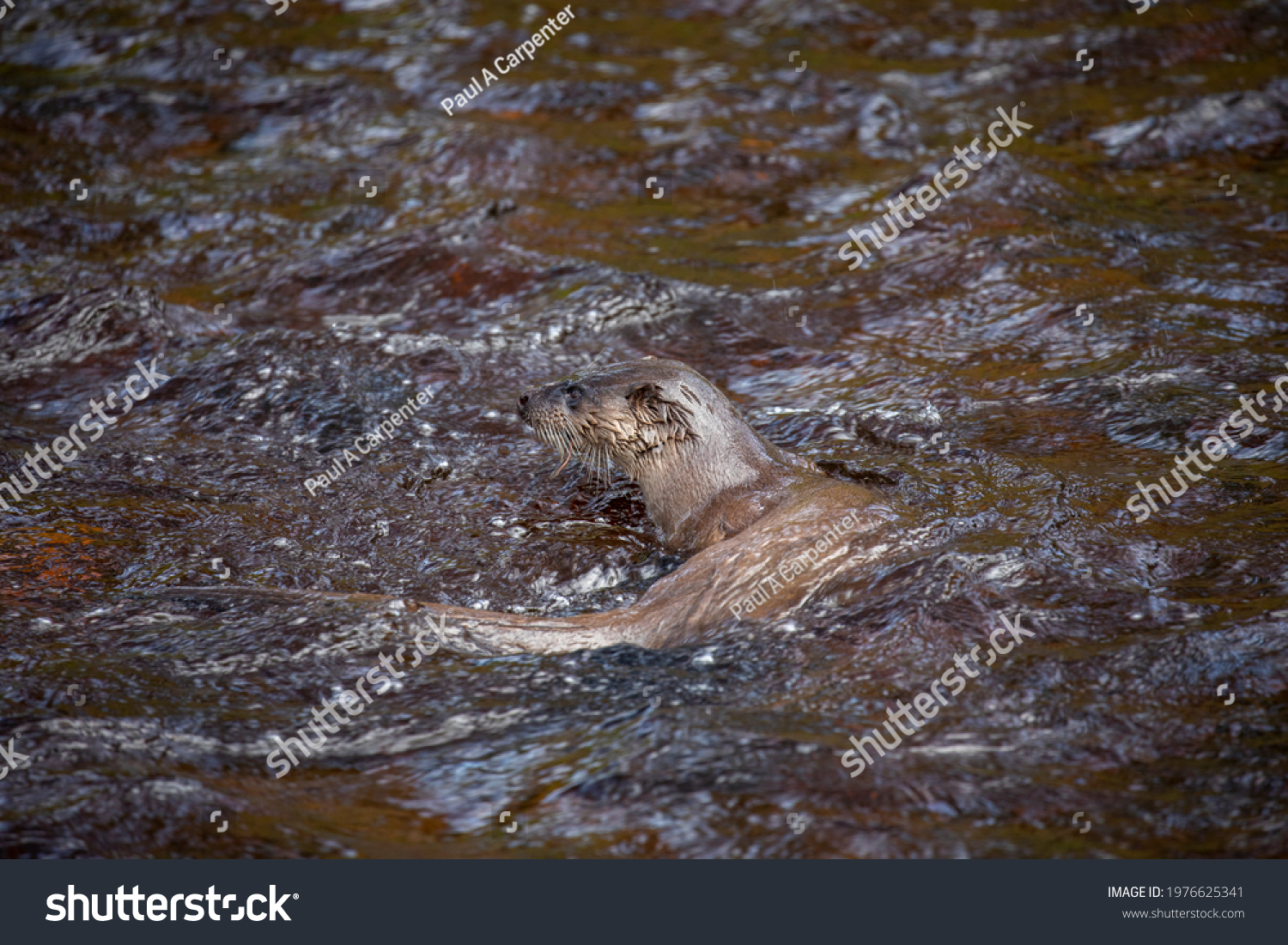 Euroasian Otter Lutra Lutra Close Behaviour Stock Photo 1976625341 ...