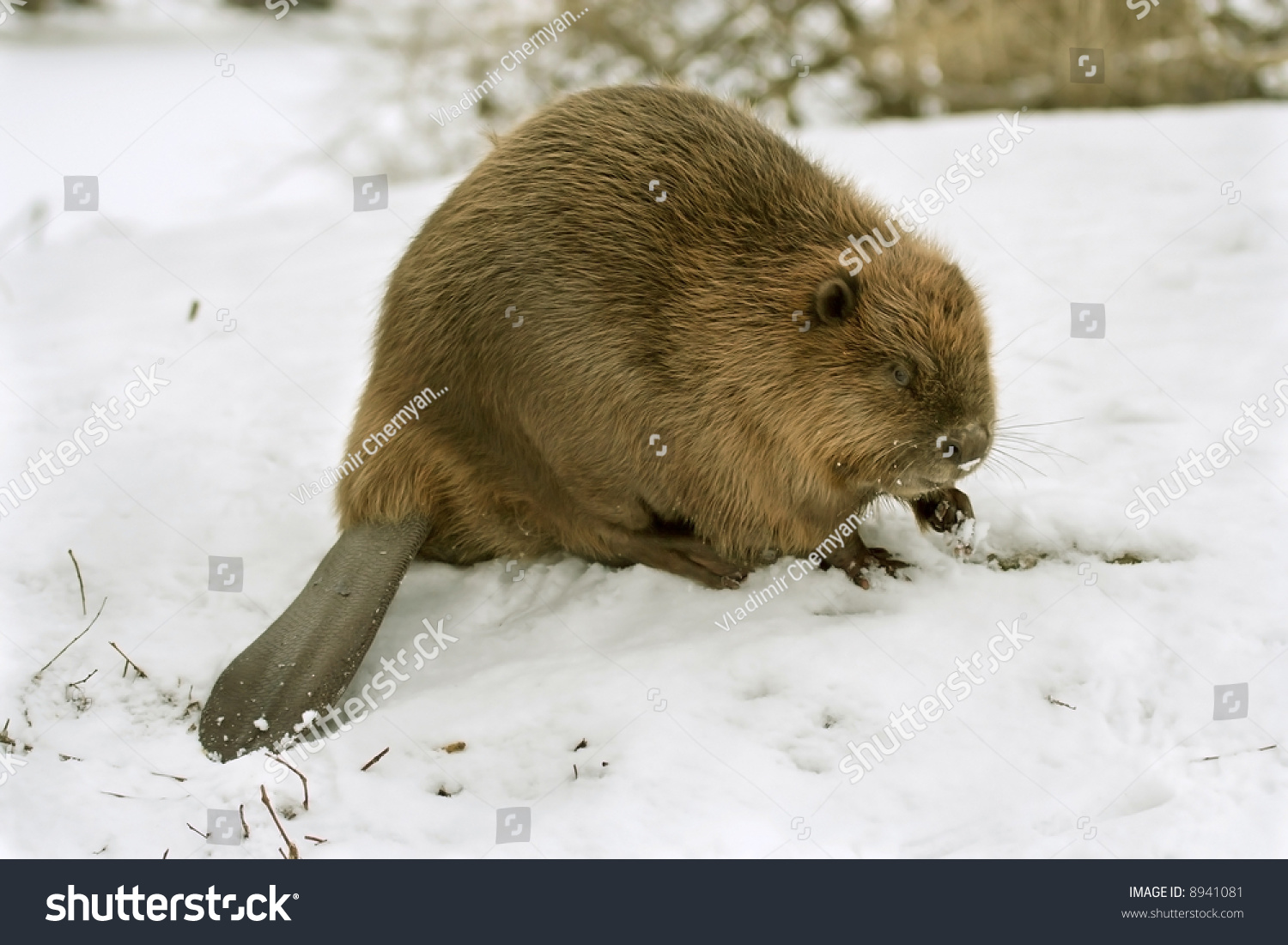 2,835 Beaver Snow Images, Stock Photos & Vectors | Shutterstock