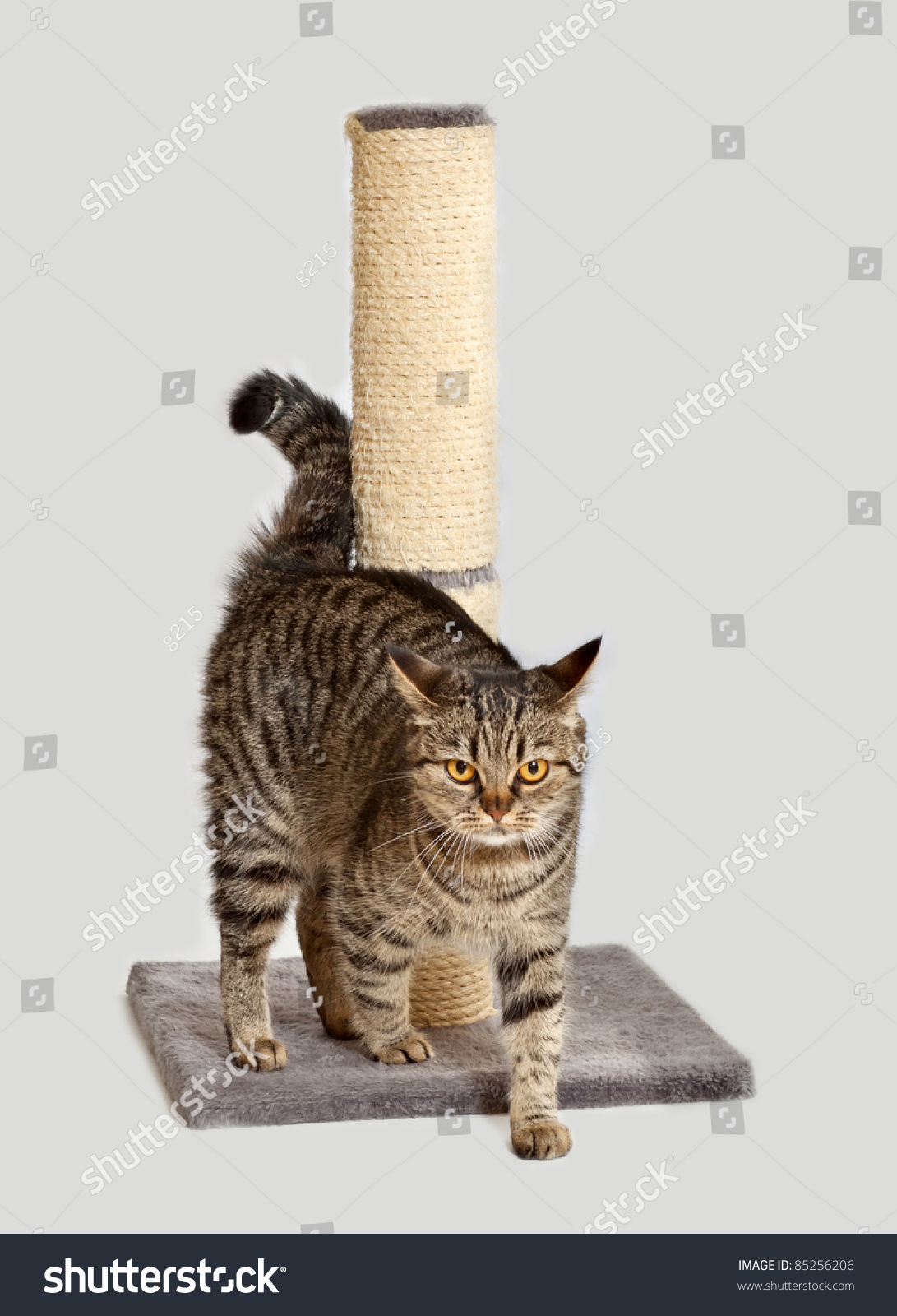 European Cat Sharpens Claws Stock Photo 85256206 : Shutterstock