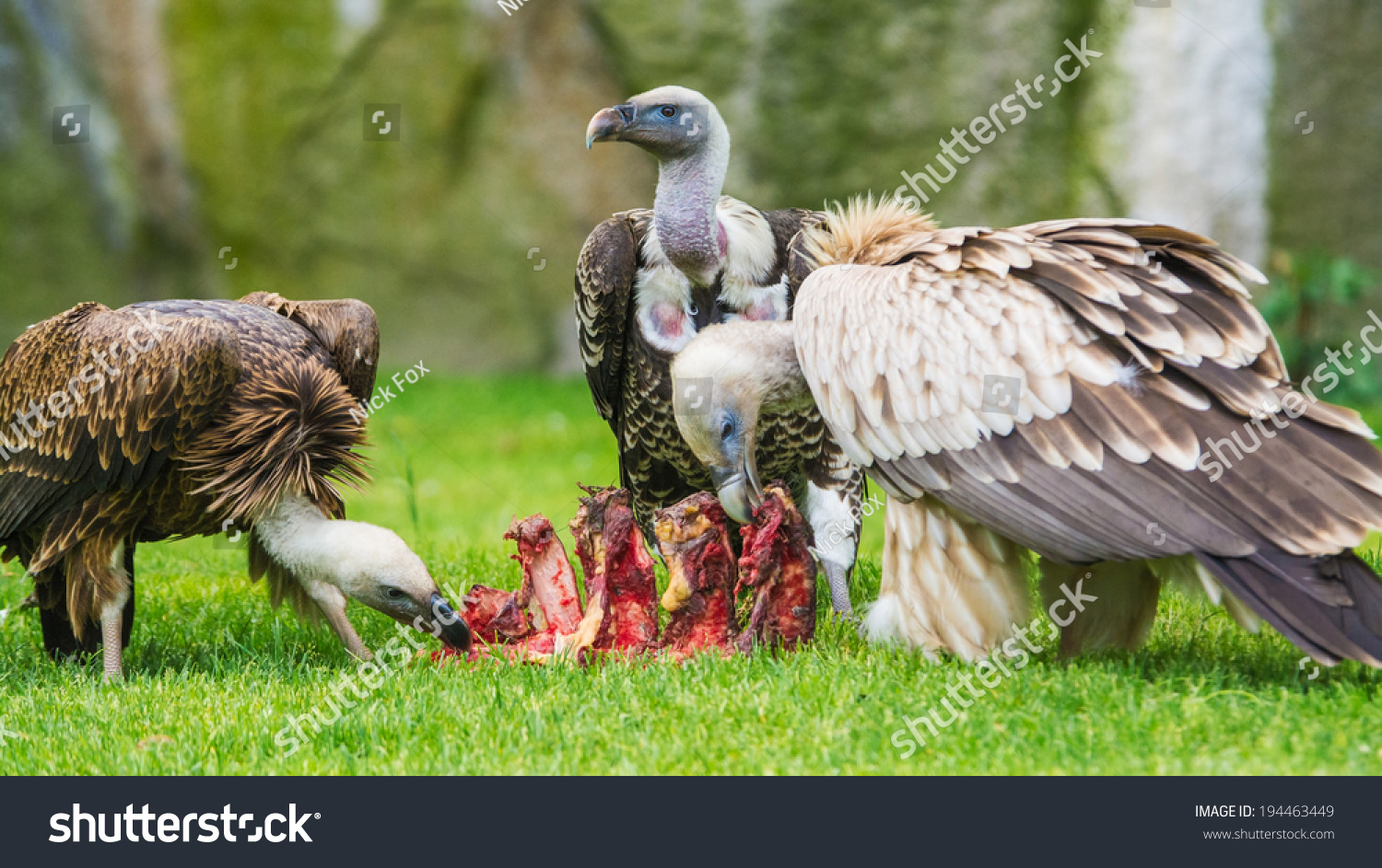 471 Vultures eating body Images, Stock Photos & Vectors Biology Diagrams