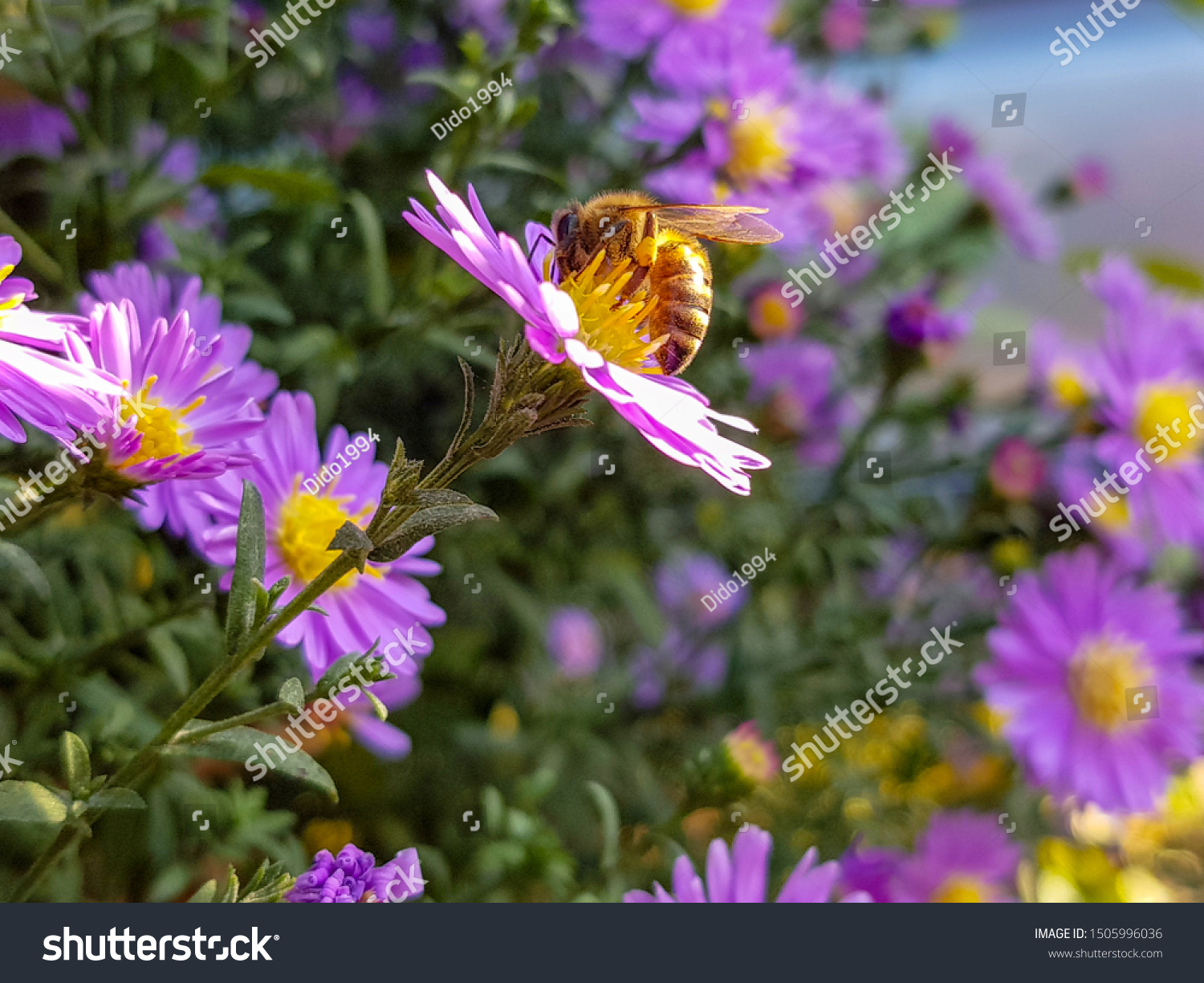 [Изображение: stock-photo-european-honey-bee-apis-mell...996036.jpg]