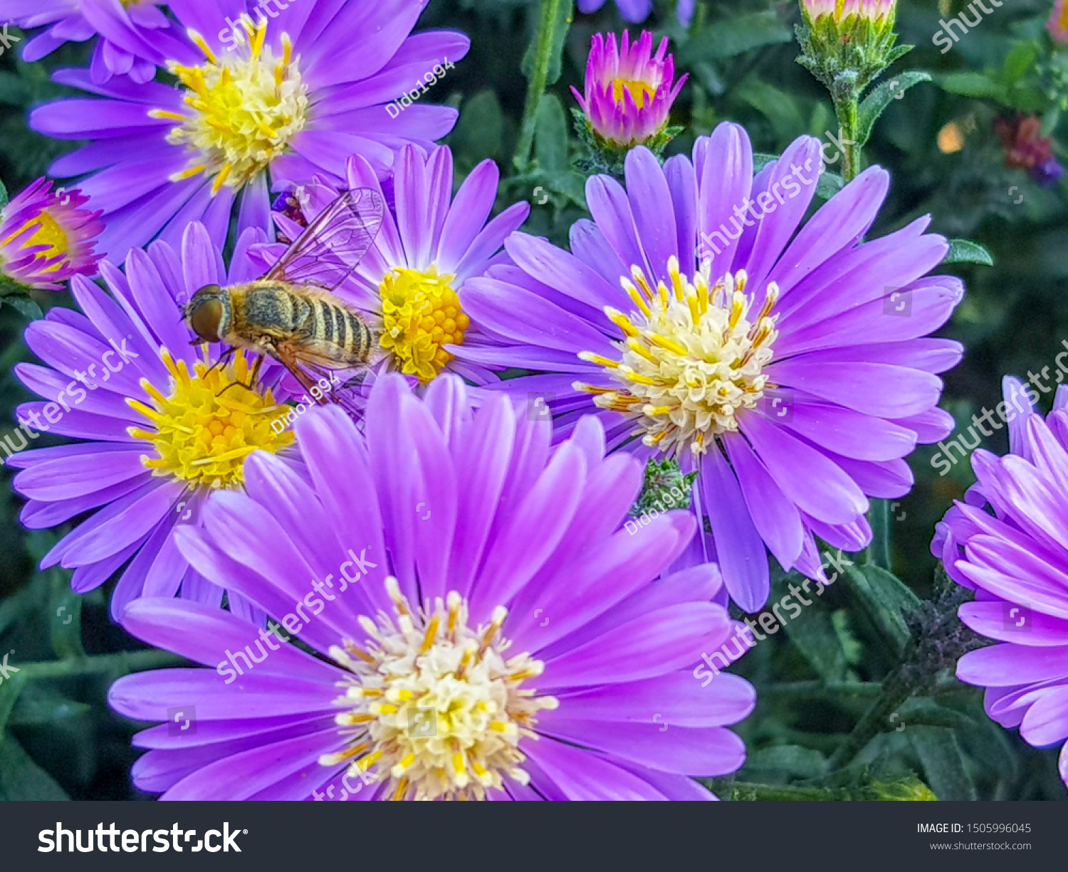 [Изображение: stock-photo-european-honey-bee-apis-mell...996045.jpg]