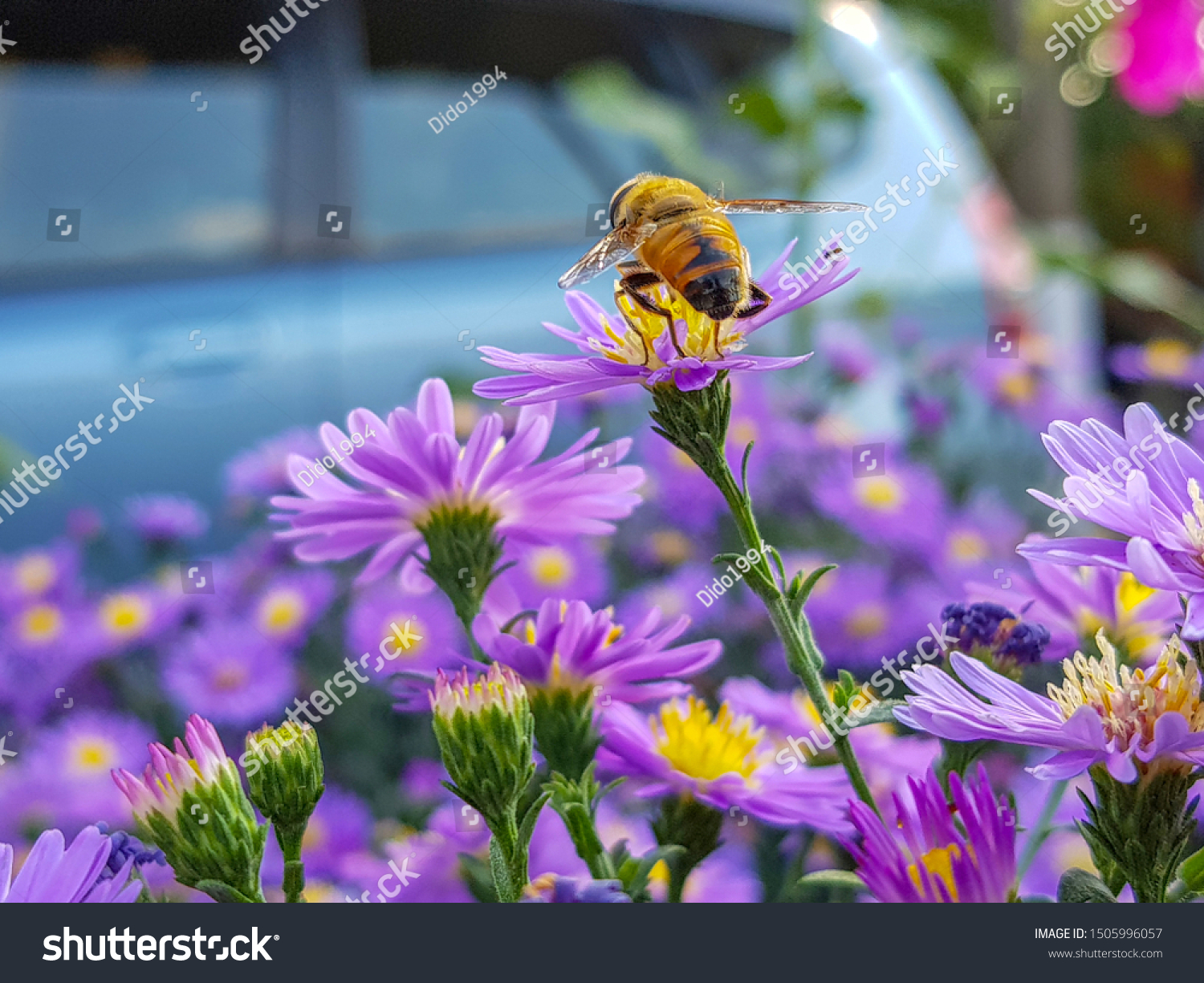 [Изображение: stock-photo-european-honey-bee-apis-mell...996057.jpg]