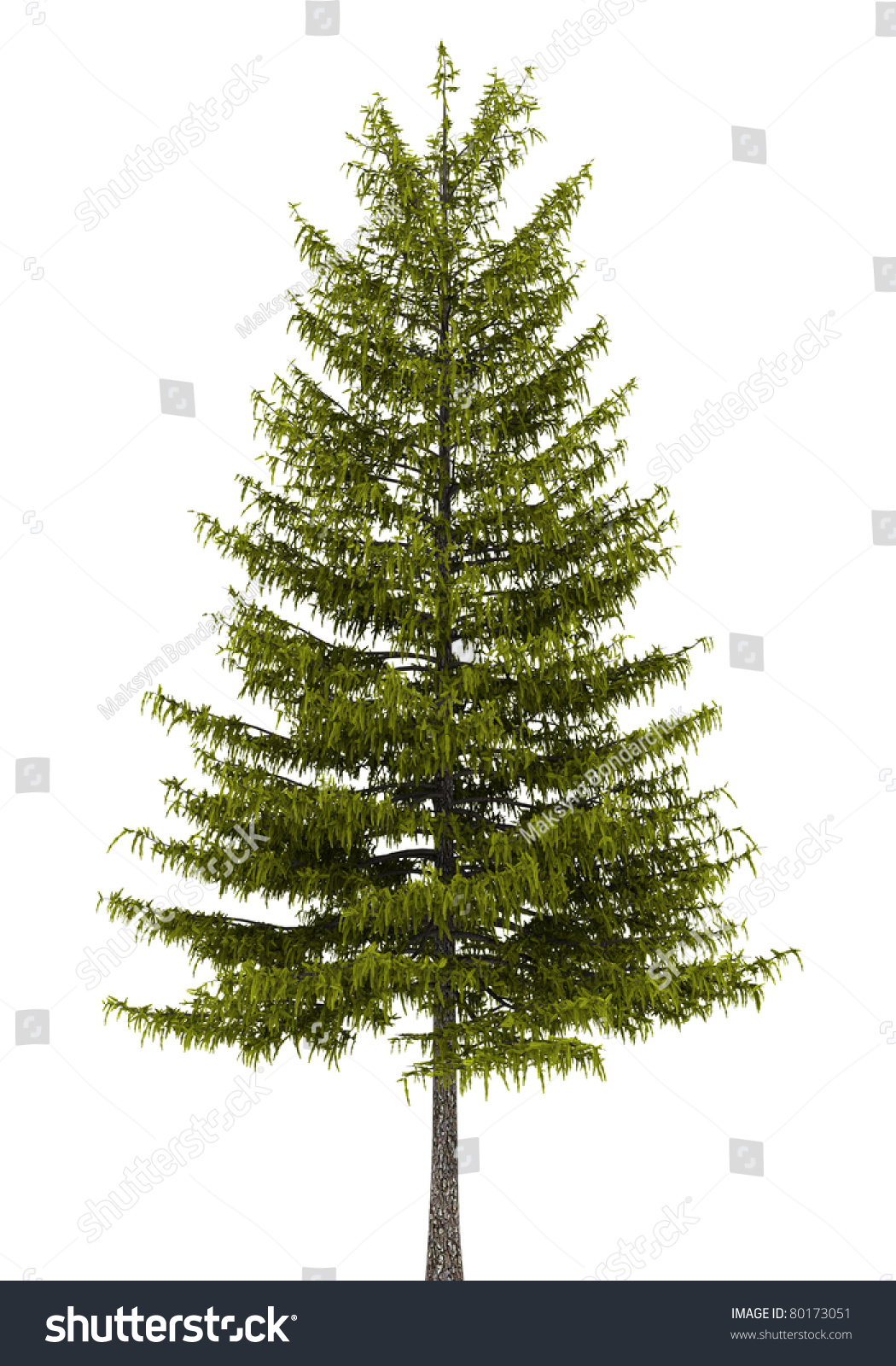 European Larch Tree Isolated On White Stock Illustration 80173051