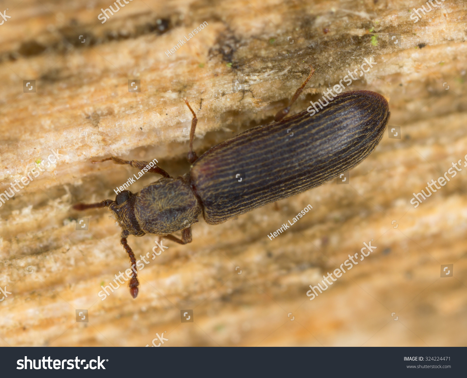 European Lyctus Beetle Lyctus Linearis On Stock Photo 324224471 ...