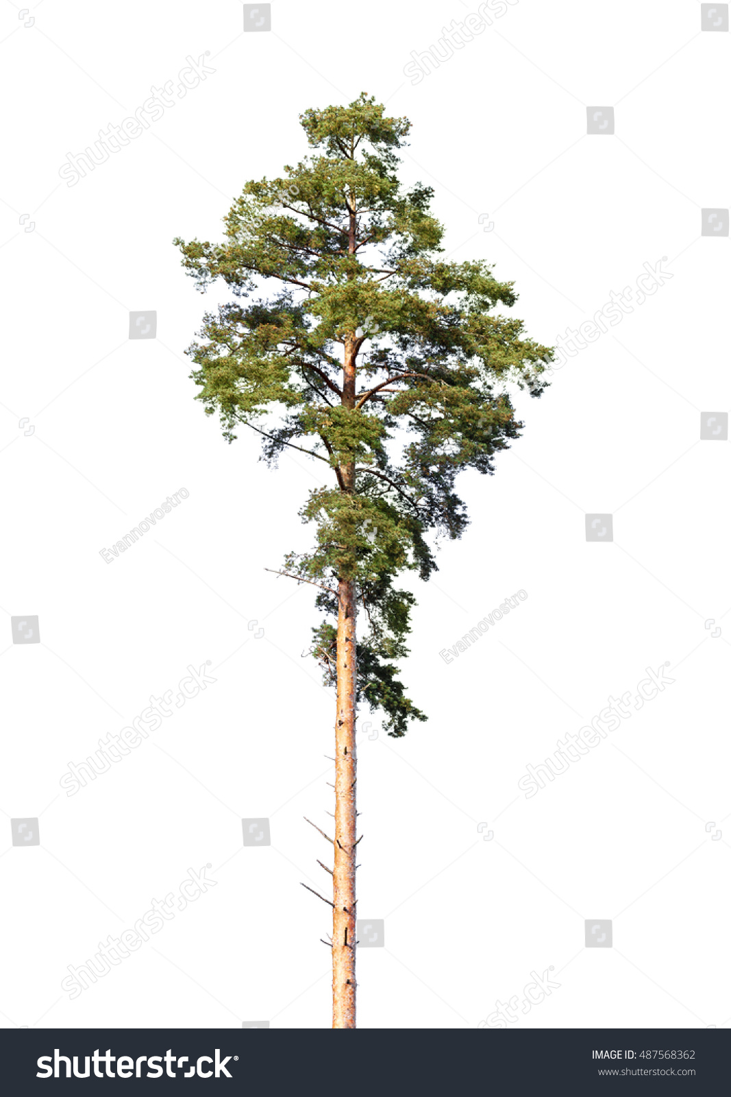 European Pine Tree Isolated On White Stock Photo (Edit Now) 487568362