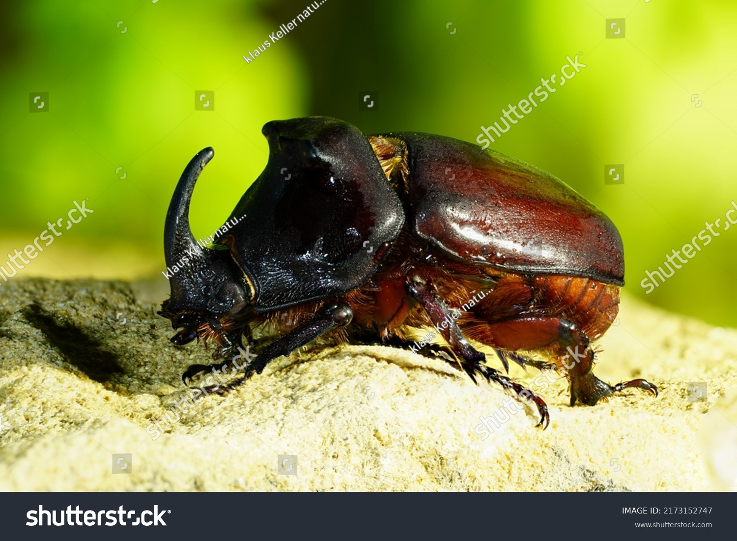 2,159 Stack Beetle Images, Stock Photos & Vectors 