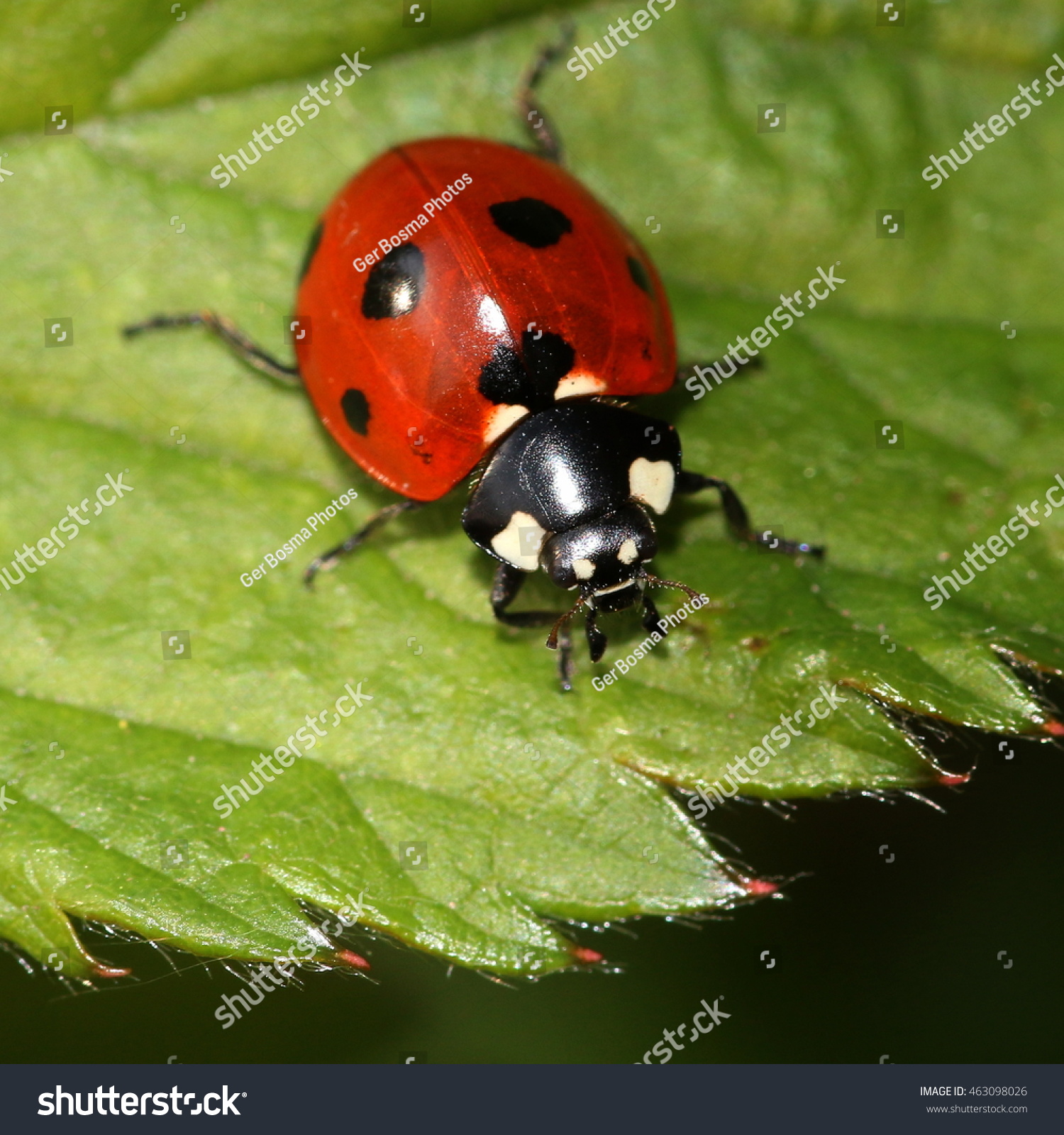 European Seven Spot Ladybird Coccinella Septempunctata Stock Photo Edit Now