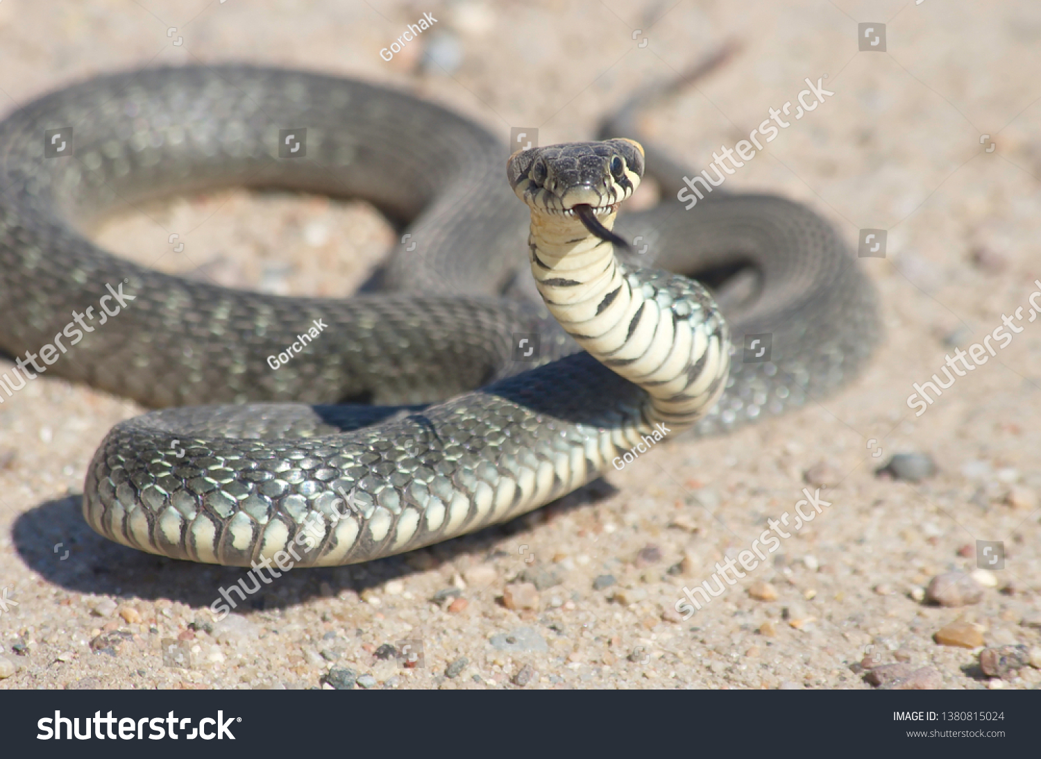 European Snake On Gravel Road Natrix Stock Photo (Edit Now) 1380815024 ...