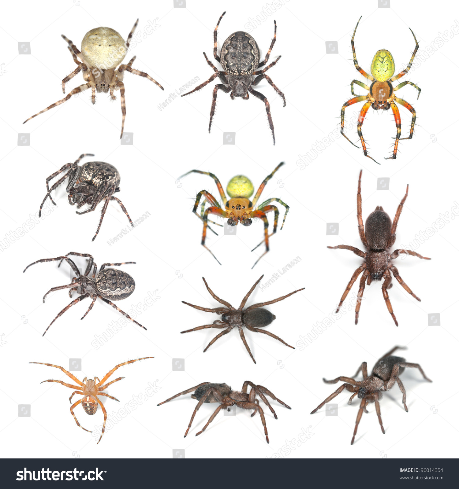 European Spiders, Collection Isolated On White Background Stock Photo ...