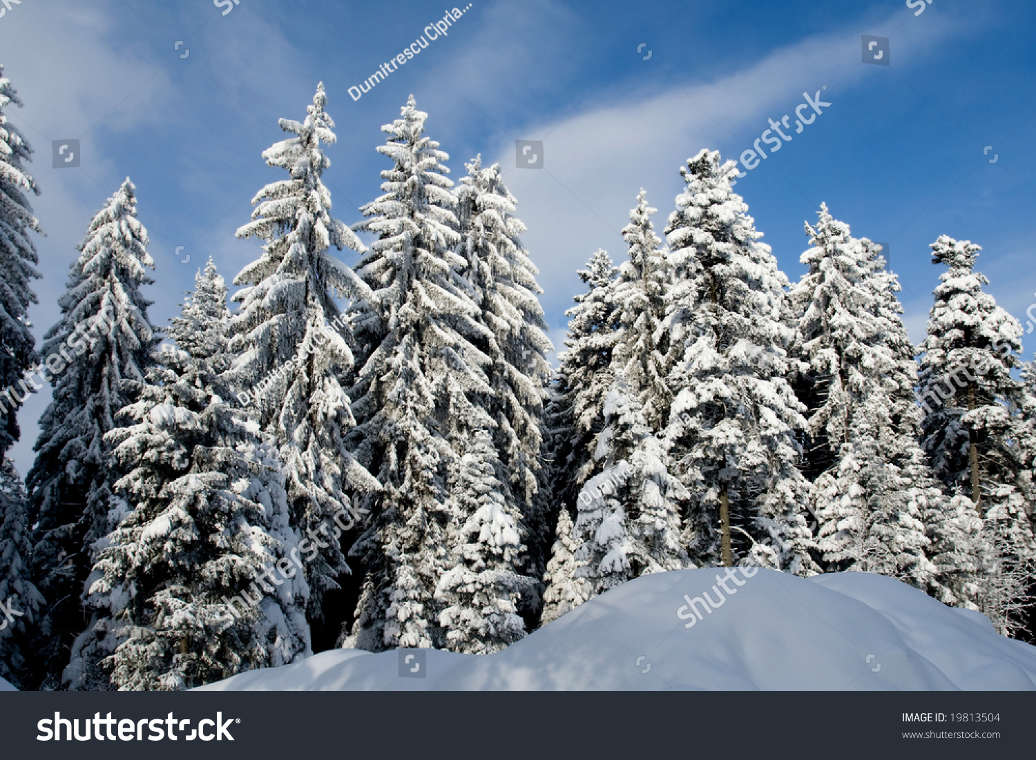 Evergreen Trees Covered By Fresh Snow Stock Photo 19813504 - Shutterstock