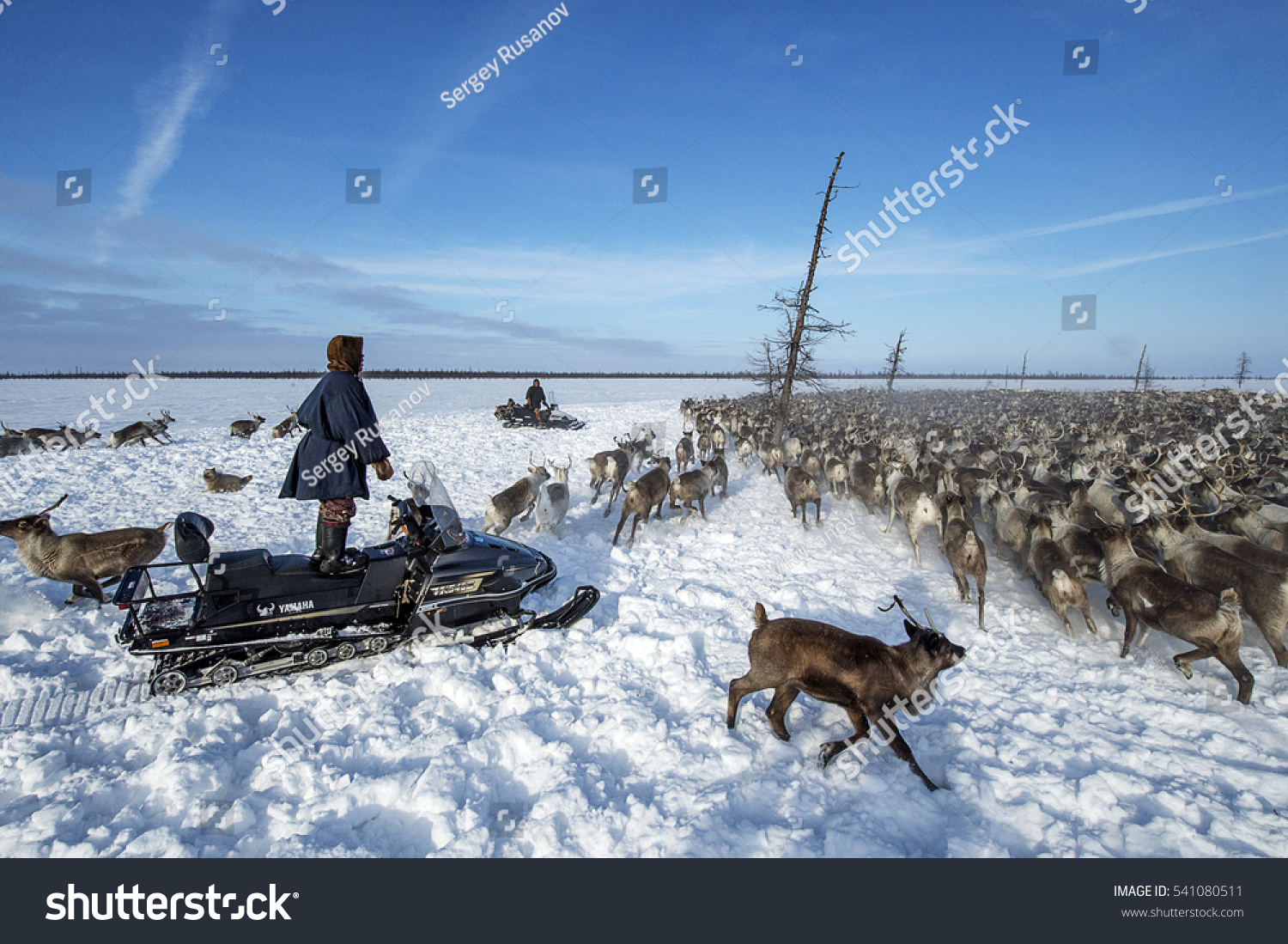 Herders in the Arctic Herders in the Arctic