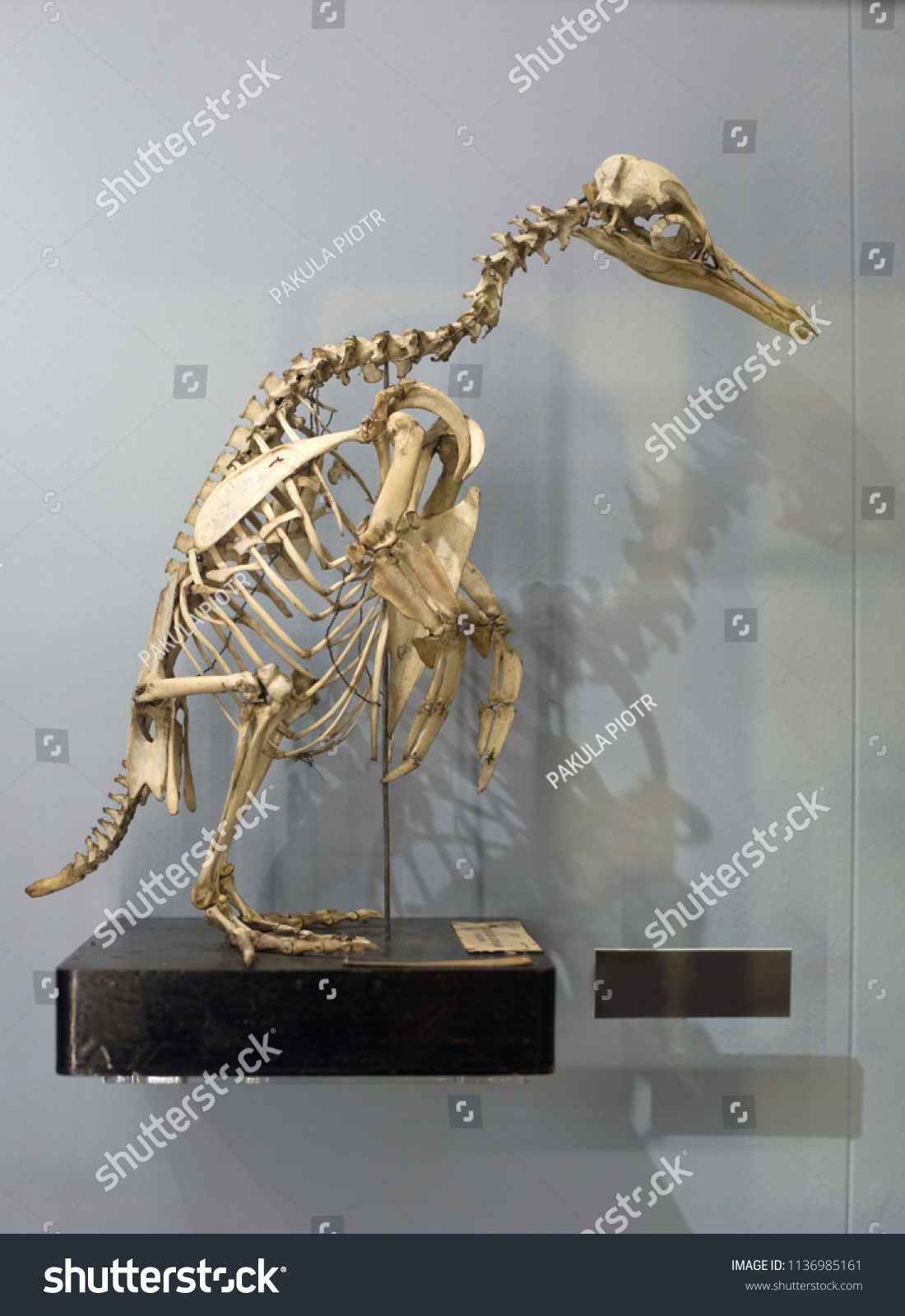 Penguin Skeleton Stock Photos Images Photography Shutterstock