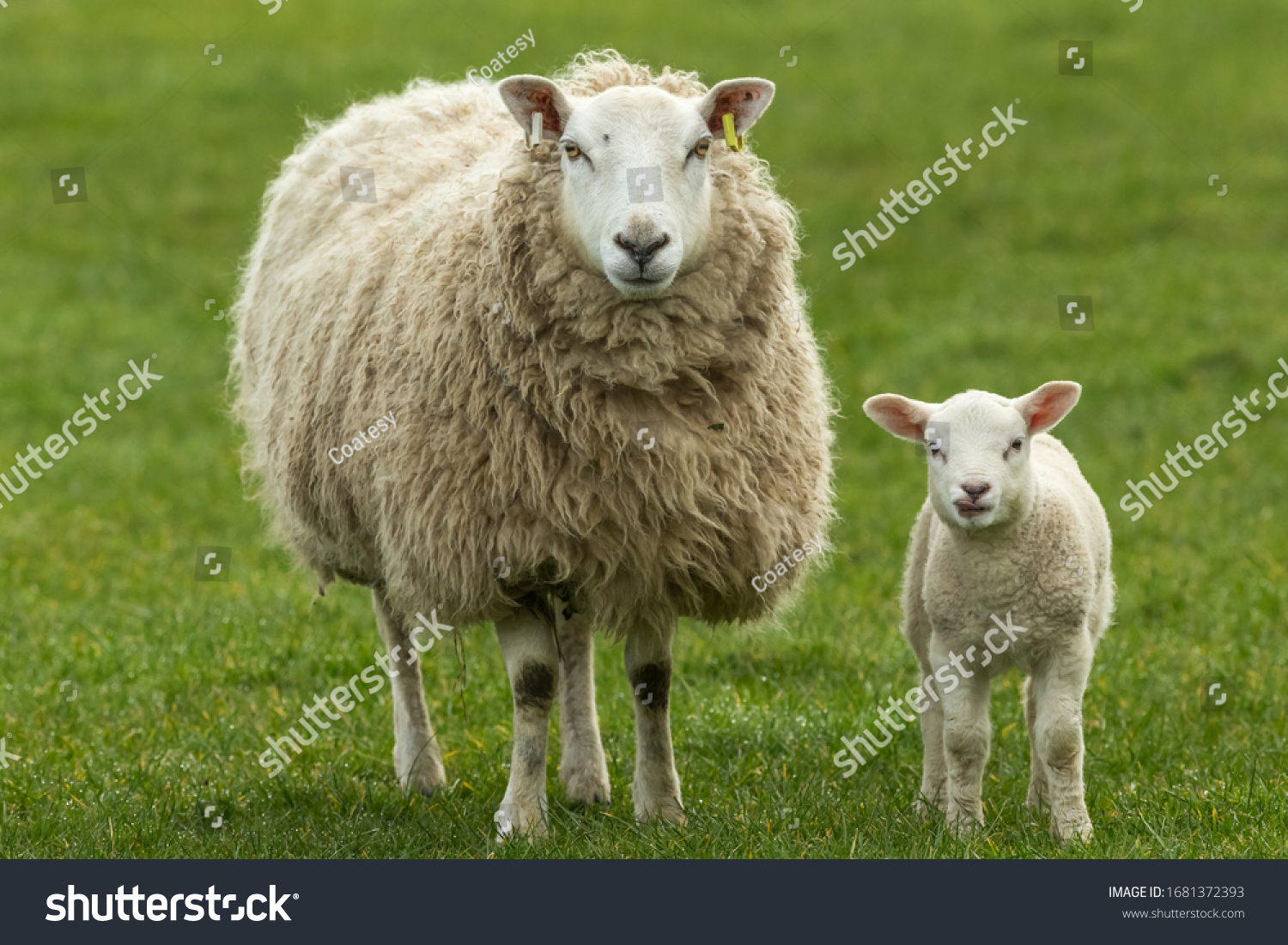 female sheep