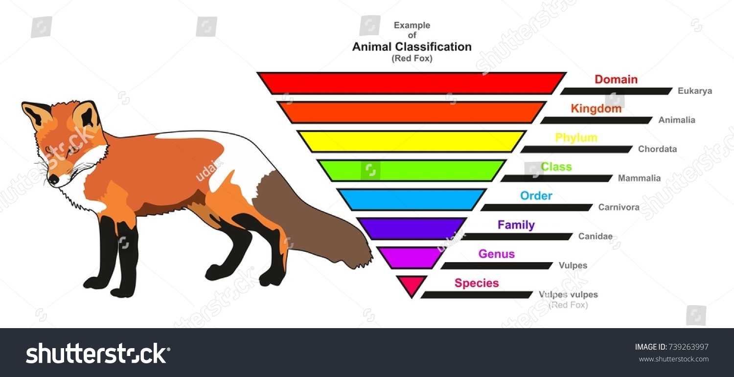 example-animal-classification-infographic-diagram-showing-stock