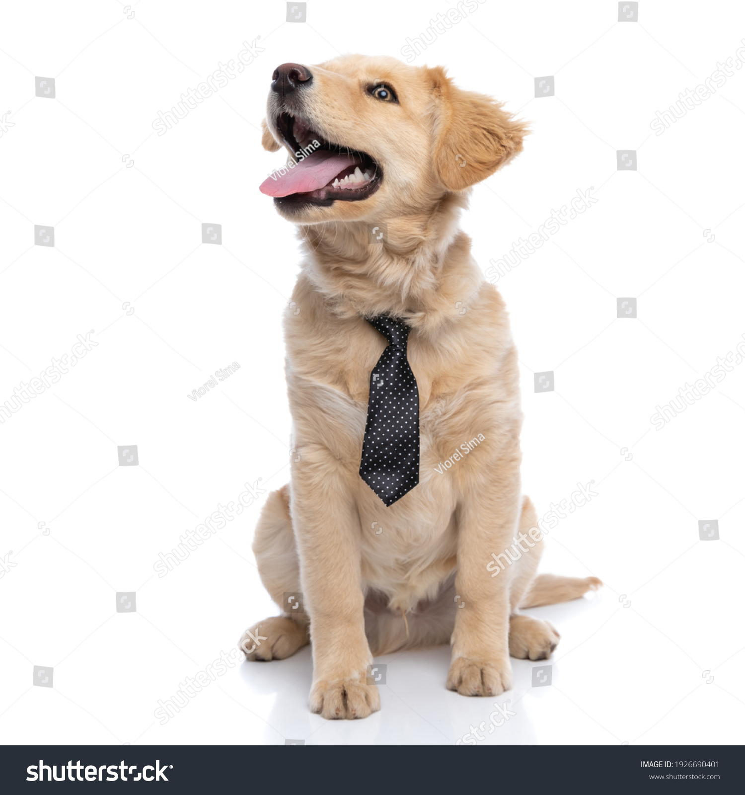 Excited Little Golden Retriever Puppy Looking Stock Photo (Edit Now ...