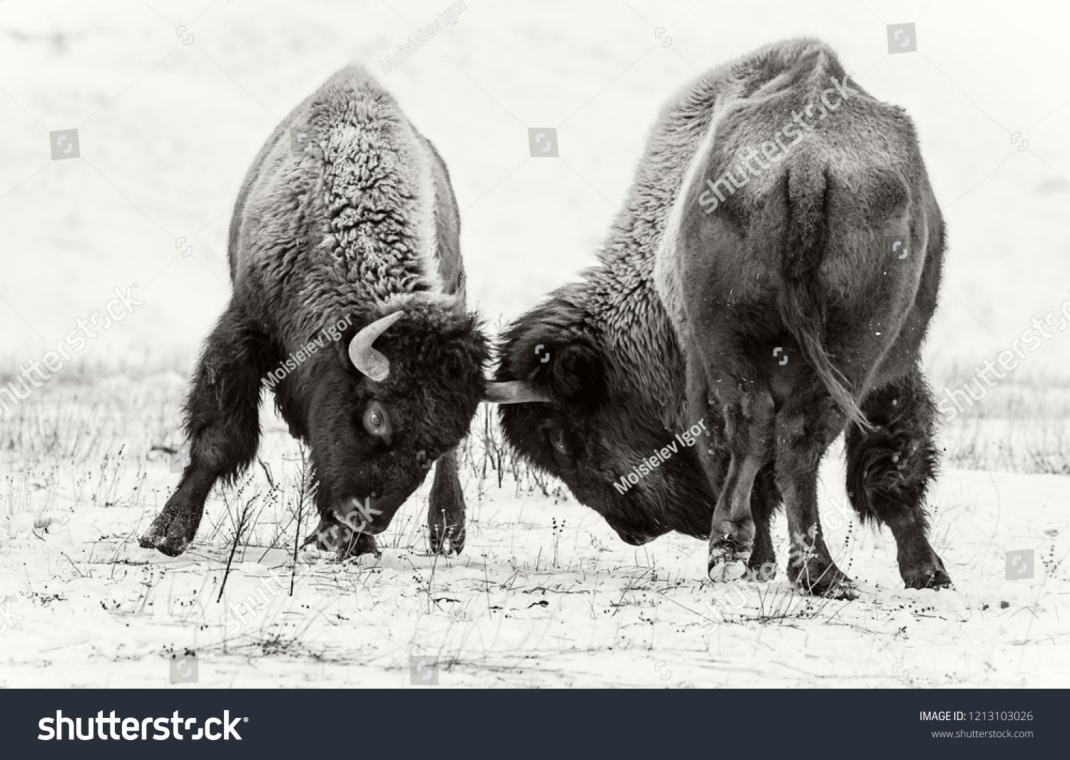 11,220 Bison black white Images, Stock Photos & Vectors | Shutterstock