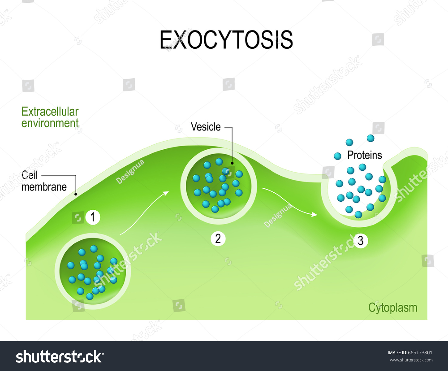 Exocytosis Cell Transports Molecules Out Cell 库存插图665173801