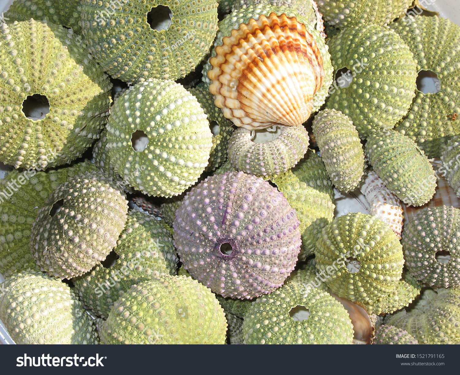 Exoskeletons Sea Urchin Shell Stock Photo Edit Now 1521791165