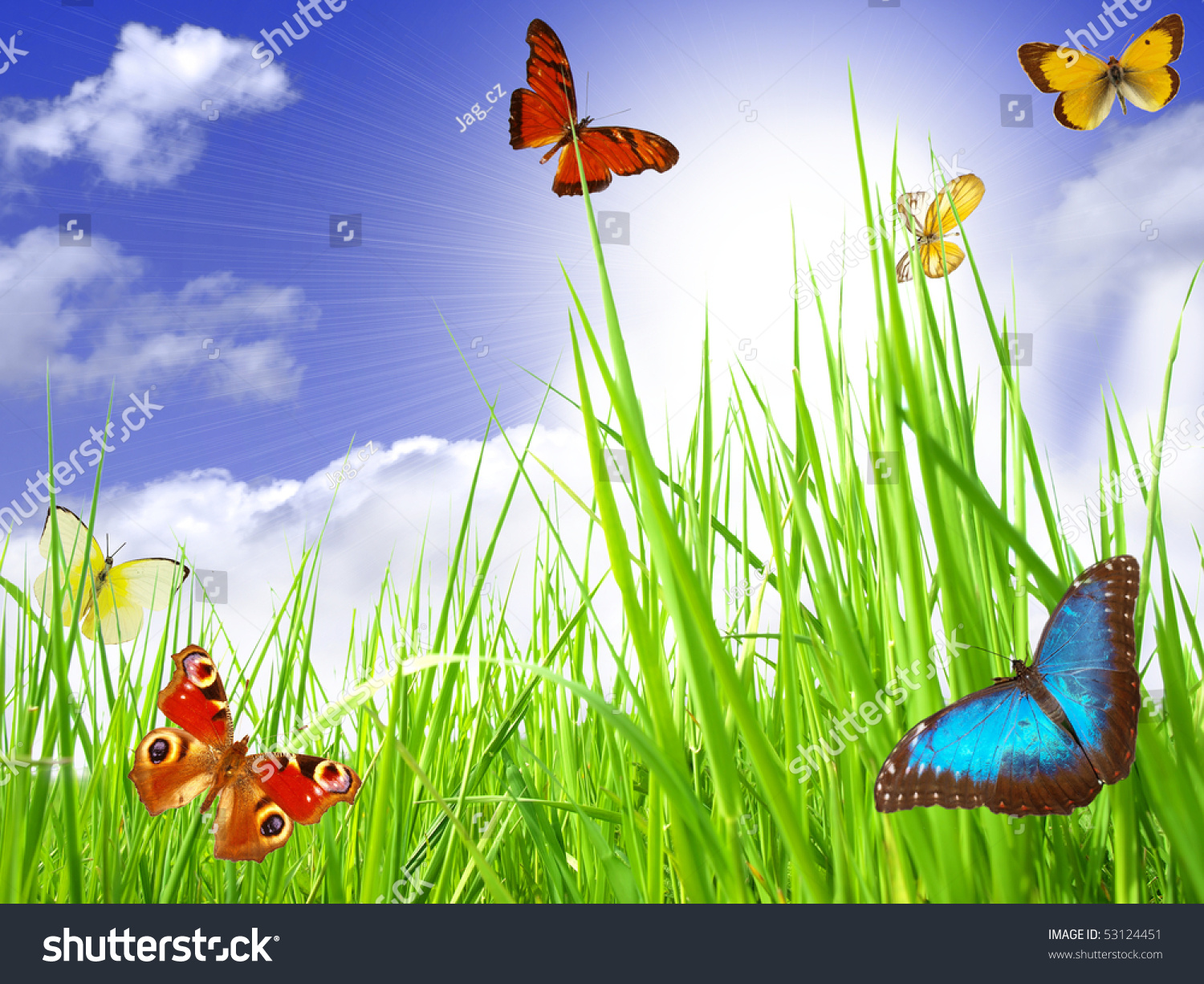 Exotic Butterflies Flying Perfect Sky Sunlight Stock Photo 53124451 ...