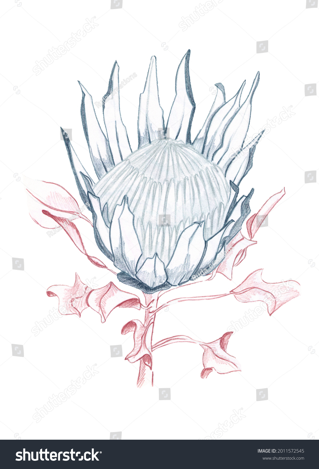 Exotic Flower Protea Flower Illustration Protea Stock Illustration ...