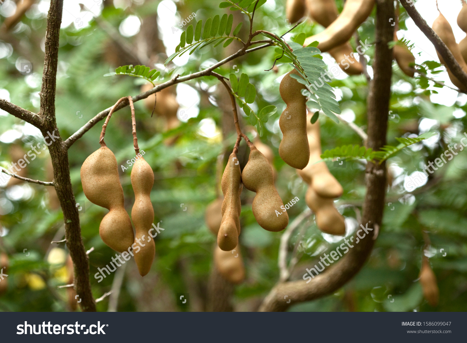 Exotic Fresh Fruit Straight Tree This Stock Photo (Edit Now) 1586099047