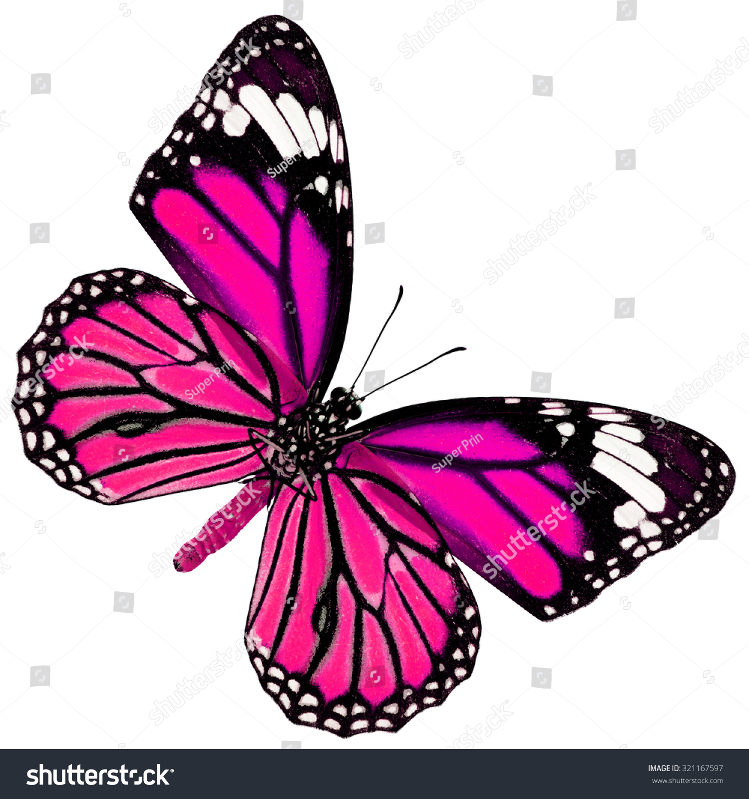 Exotic Pink Butterfly Wing Details Grain Stock Photo 321167597 ...