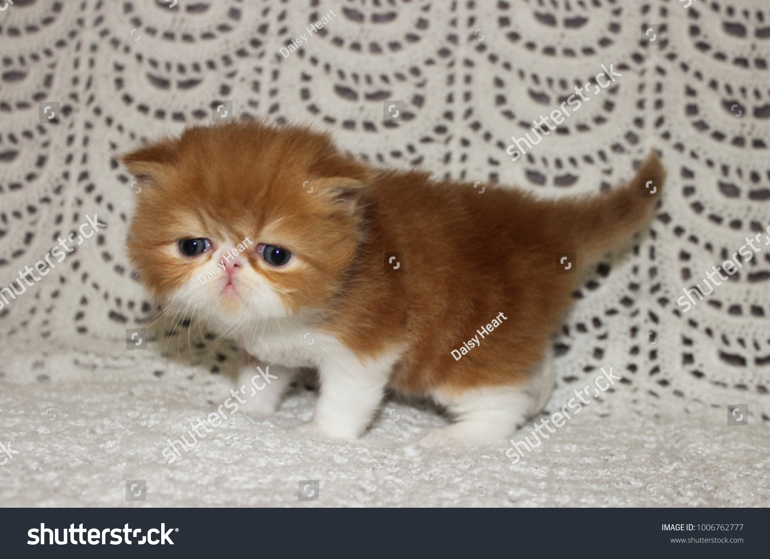 Exotic Shorthaired Red Tabby Kitten Exotic Stock Photo Edit Now 1006762777