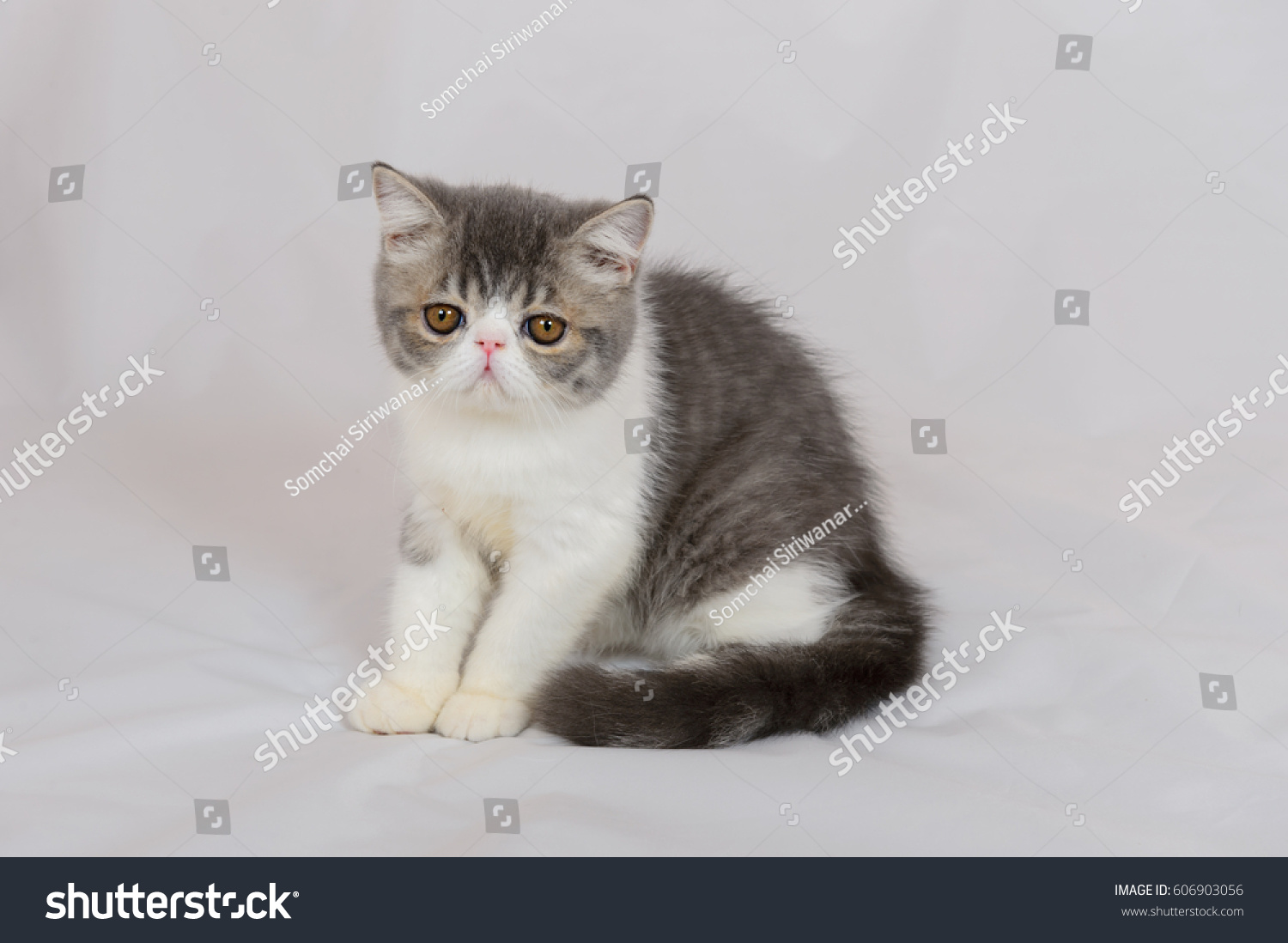 Exotic Shorthair Cat On White Background Stock Photo Edit Now