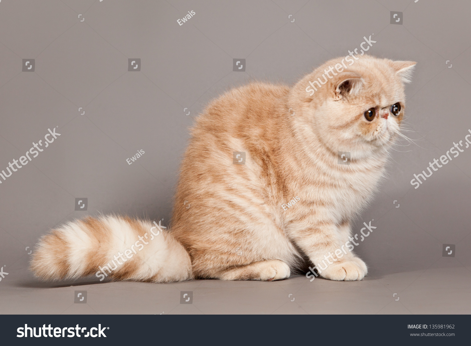 Exotic Shorthair Cat Persian Cat On Stock Photo Edit Now 135981962