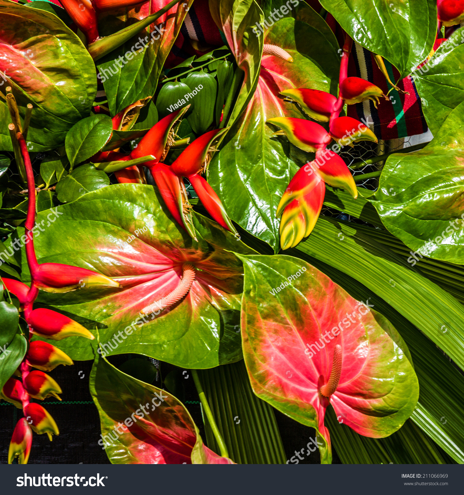 Exotic Tropical Flowers Madeira Portugal Stock Photo 