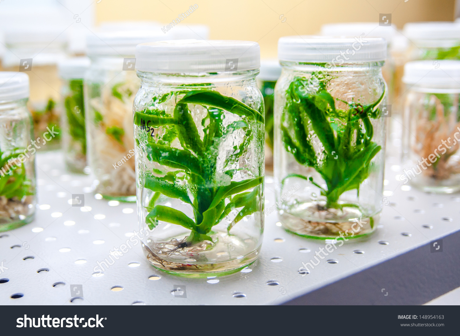 Experiment Plant Tissue Culture Laboratory Stockfoto (nu Bewerken ...