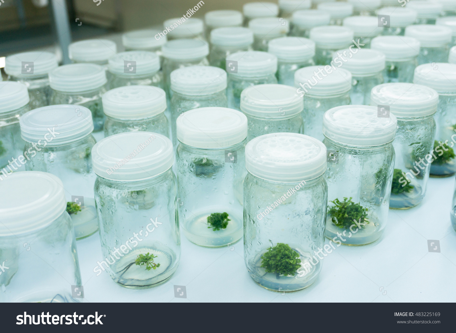 Experiment Plant Tissue Culture Laboratory Selective Stock Photo ...