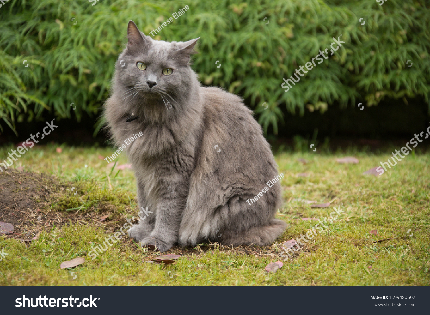 Foto Stok Exploring Garden Nebelung Cat Edit Sekarang 1099480607