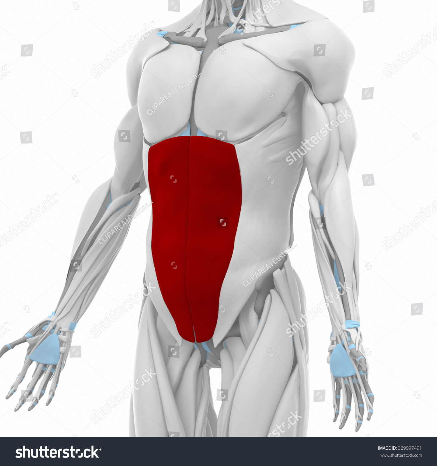 External Abdominal Oblique Muscles Anatomy Map Stock Illustration ...