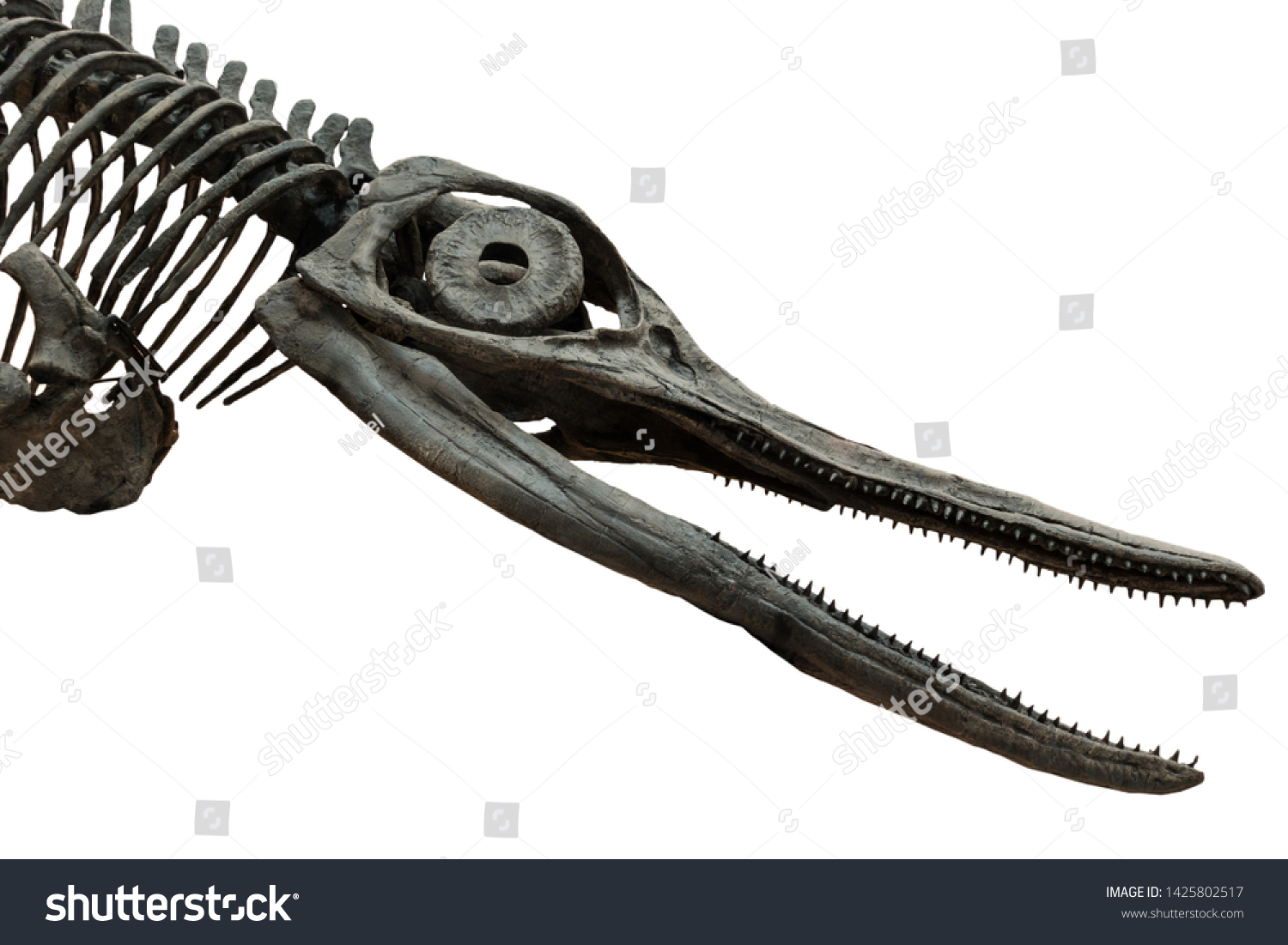 Extincted Ichthyosaurus Skull Isolated On White Stock Photo 1425802517 ...