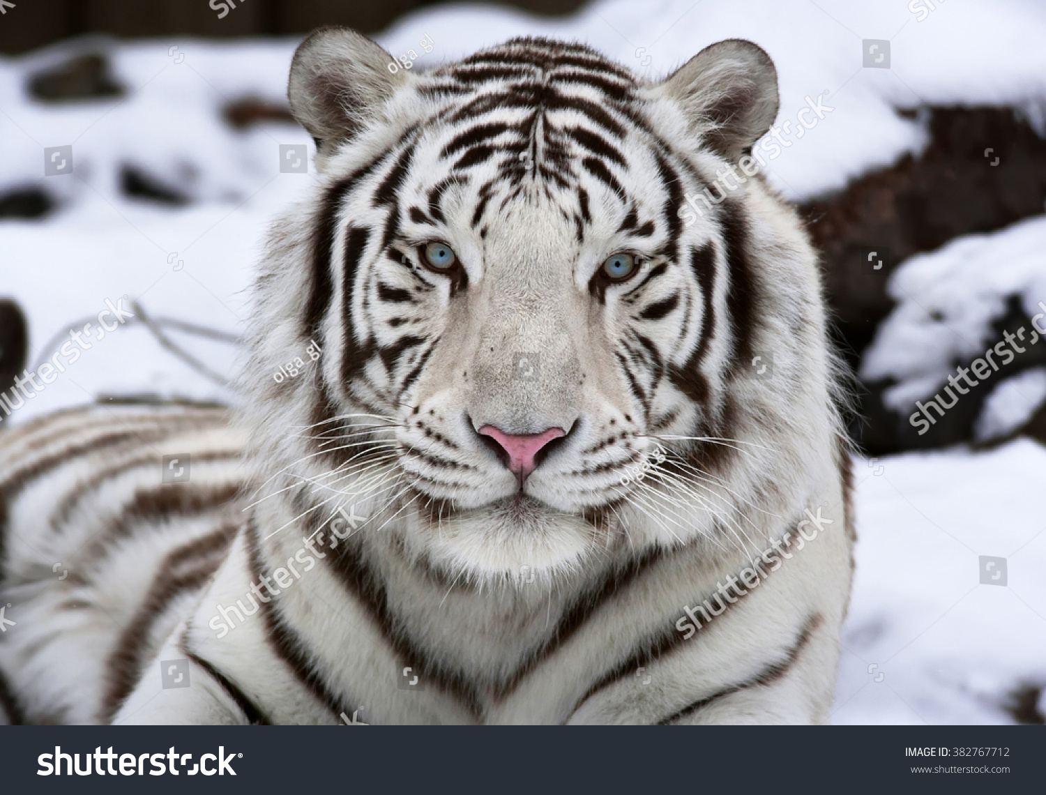 Extreme Closeup Portrait White Bengal Tiger Stock Photo Edit Now