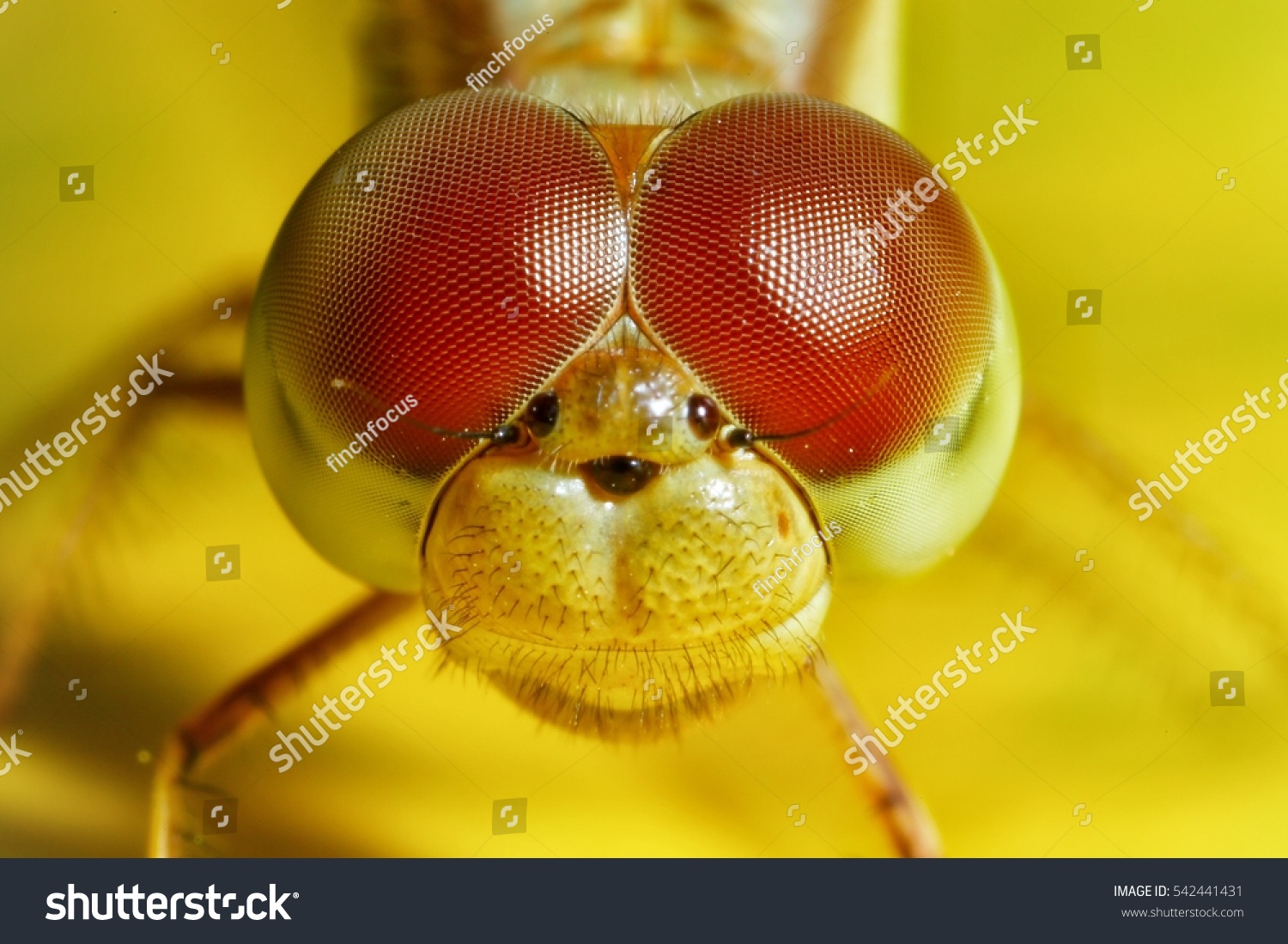 the eyes of a dragonfly