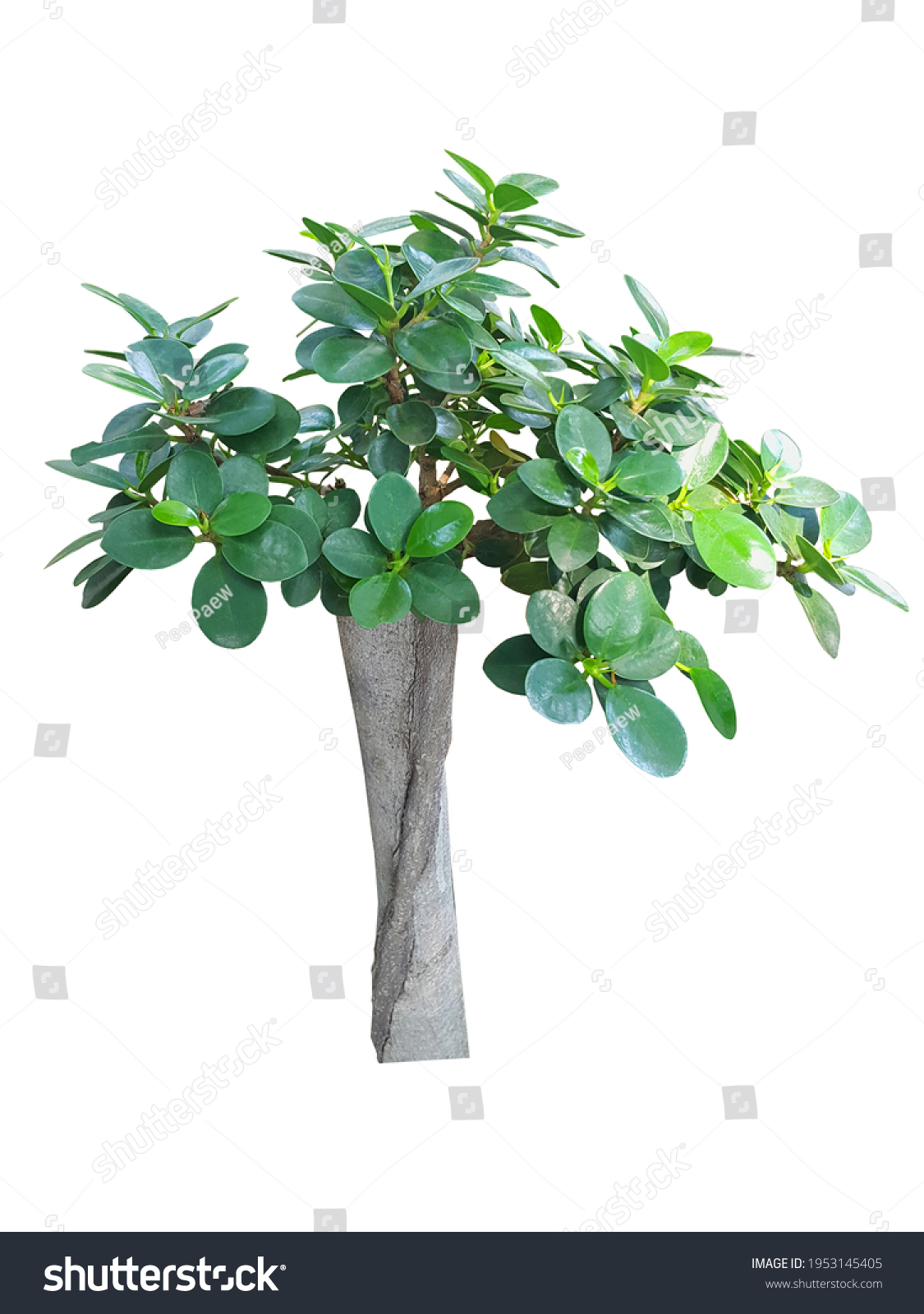 Eyelevel View Ficus Annulata Banyan Tree Stock Photo 1953145405