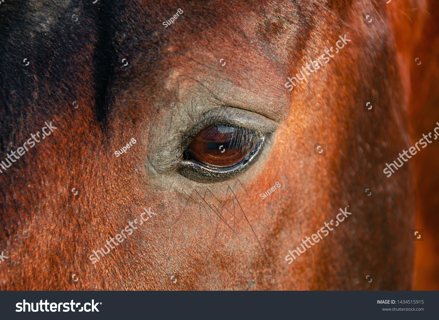 Eye Horse Red Color Close Stock Photo Edit Now 1434515915