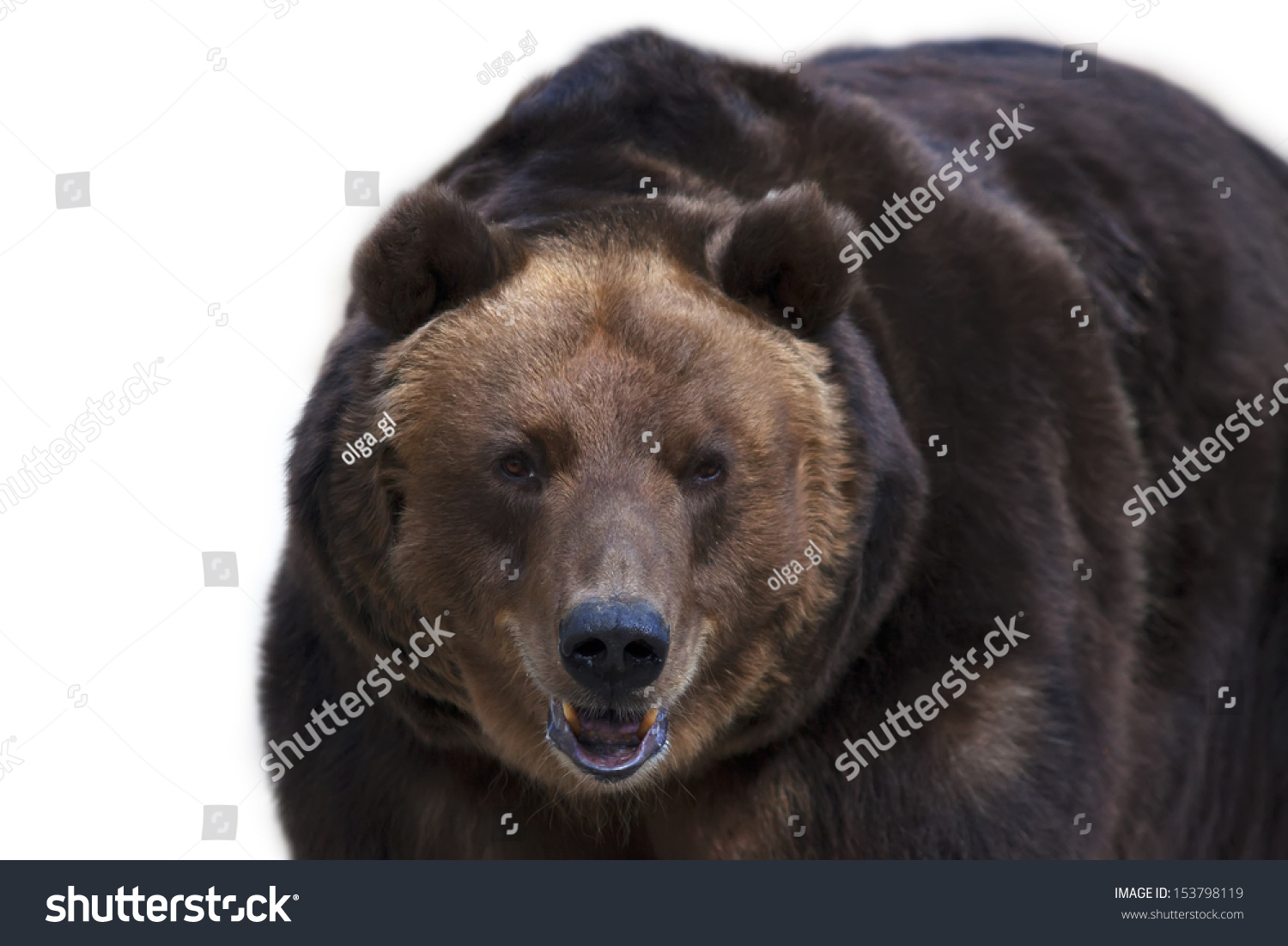 304 Menacing bear Images, Stock Photos & Vectors | Shutterstock