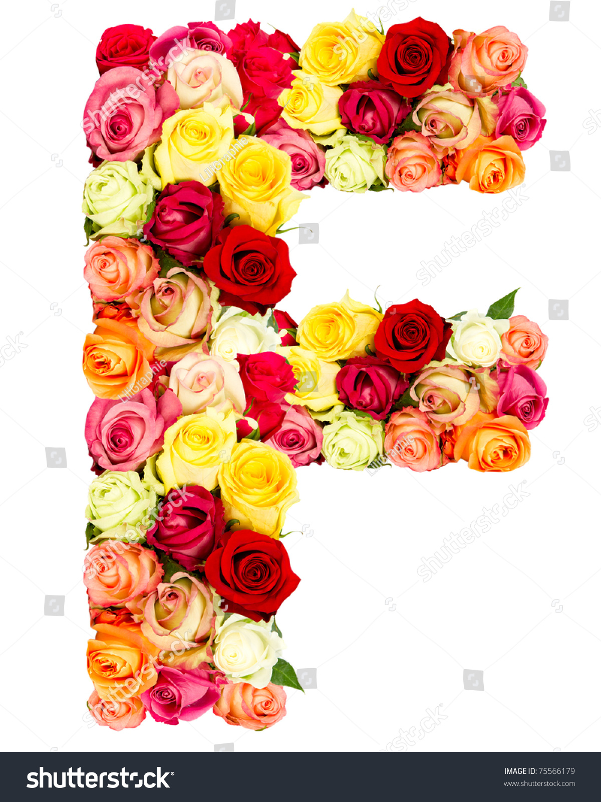 Roses f pictures o Roses f pictures o