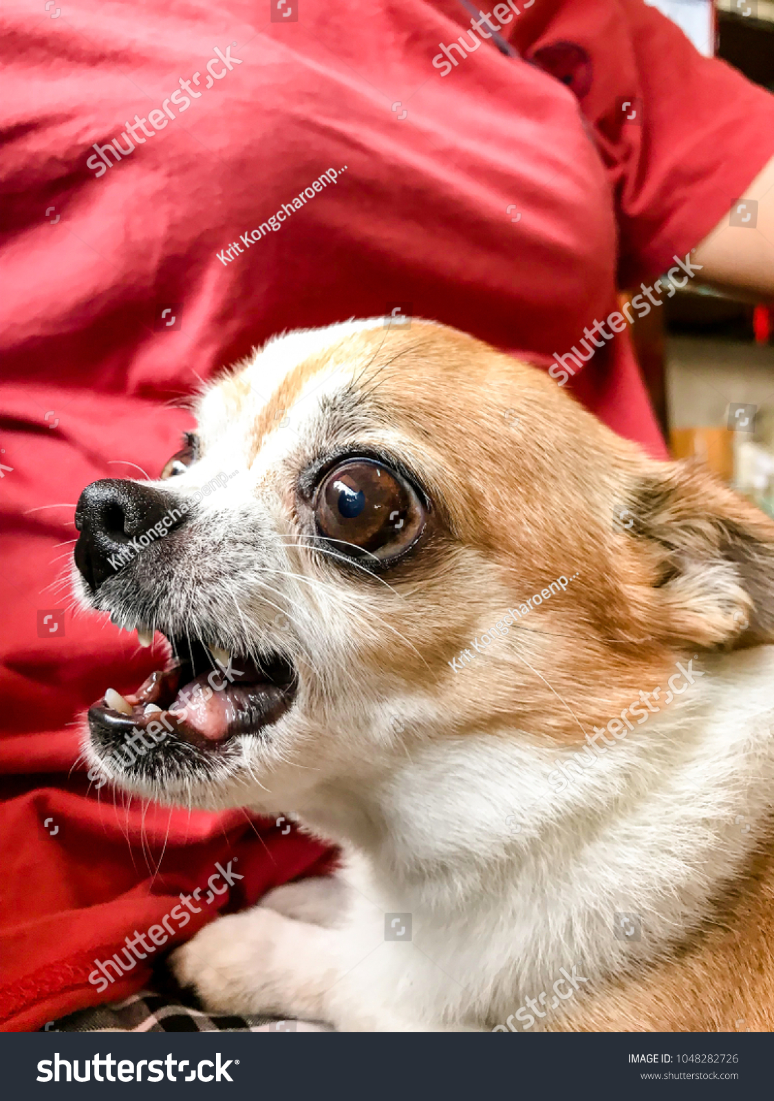 Face Angry Chihuahua Breed Dog Threaten Animals Wildlife Stock Image 1048282726