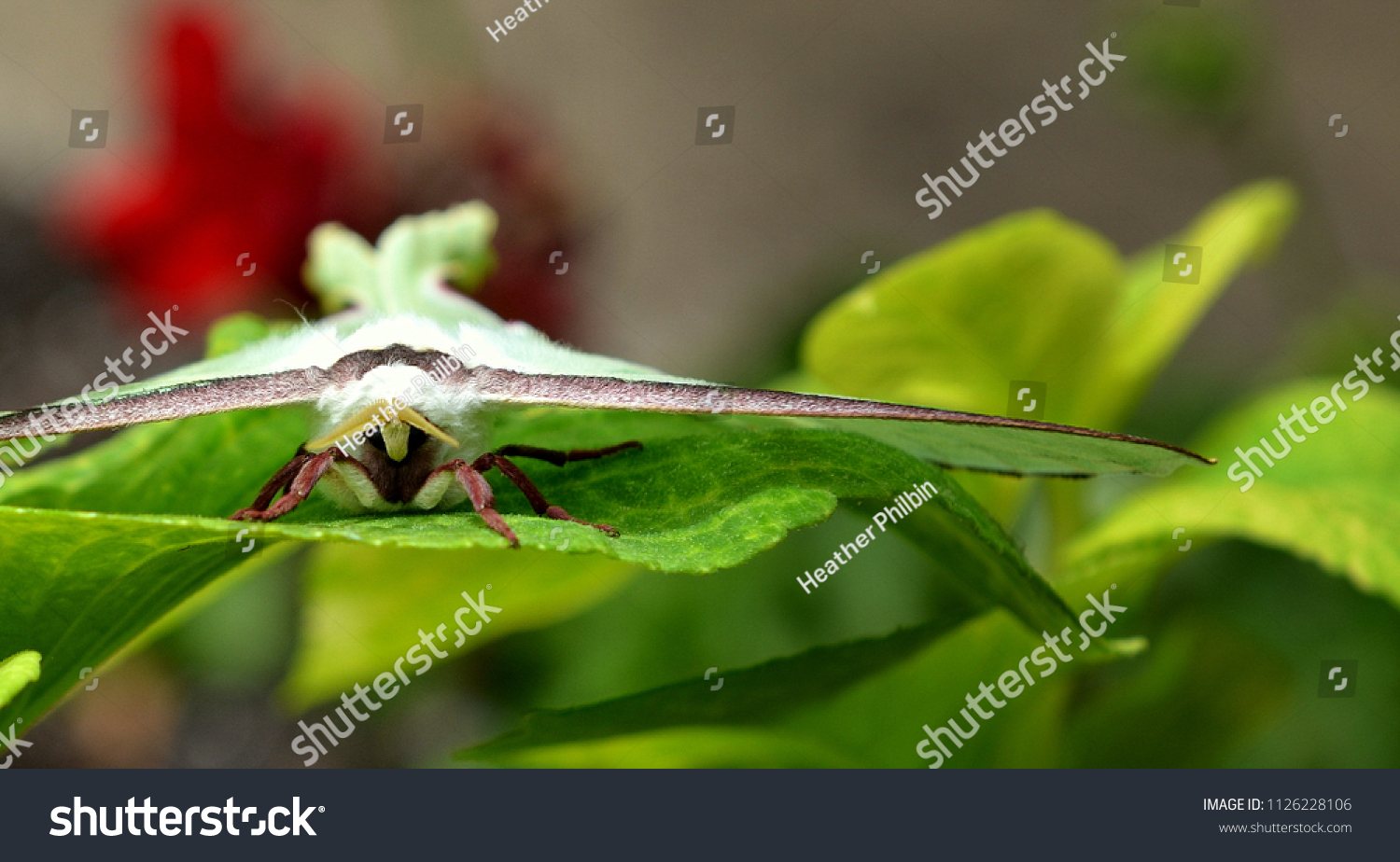 Facefront View Luna Moth About Take Stock Photo Edit Now