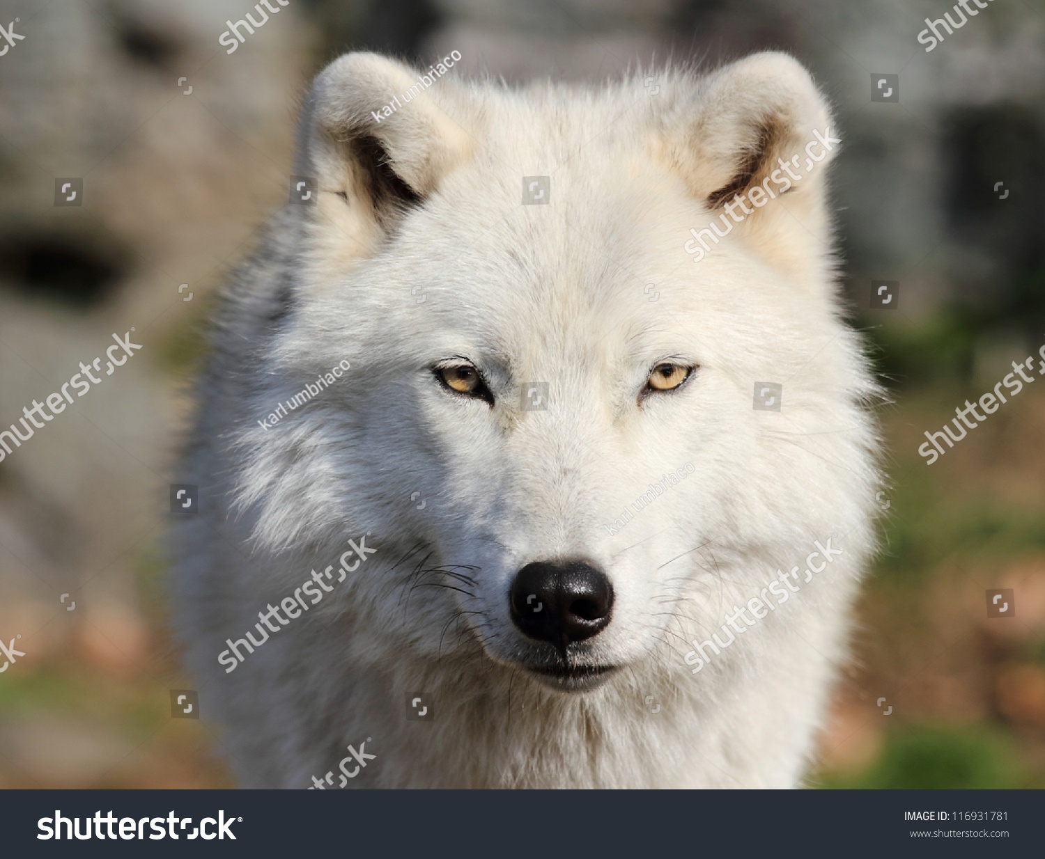 Face Of White Wolf Stock Photo 116931781 : Shutterstock
