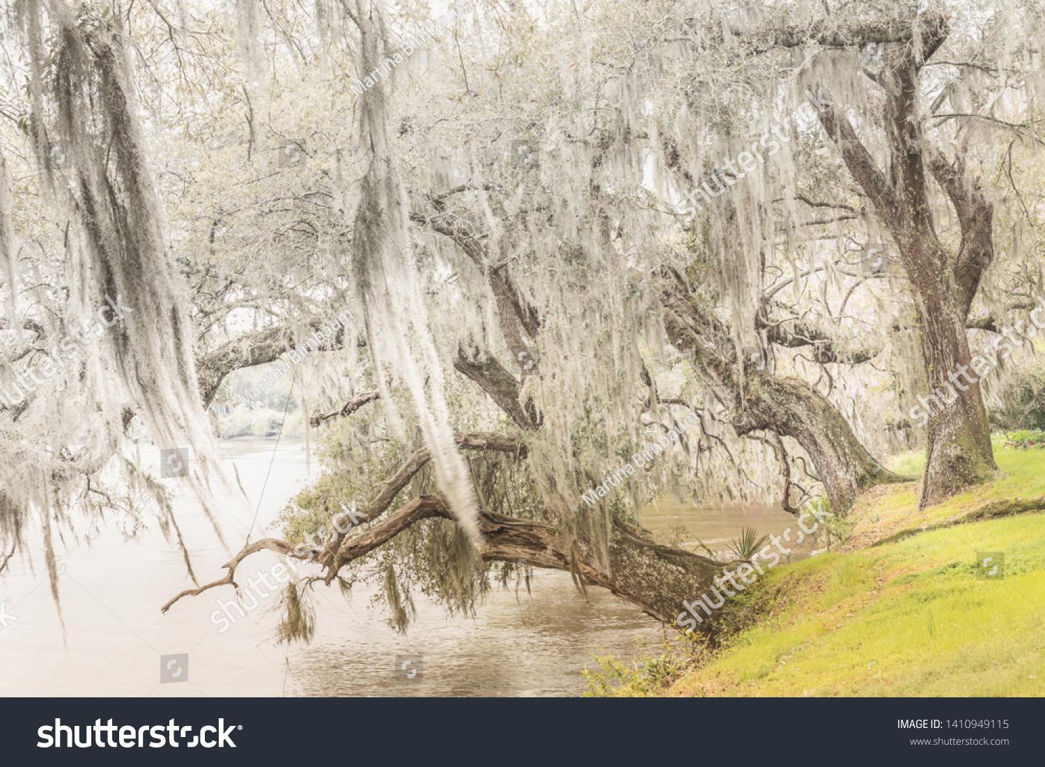 Fairytale Like Magical Trees Spanish Moss Stock Photo Edit Now Fairytale Like Magical Trees Spanish Moss Stock Photo Edit Now