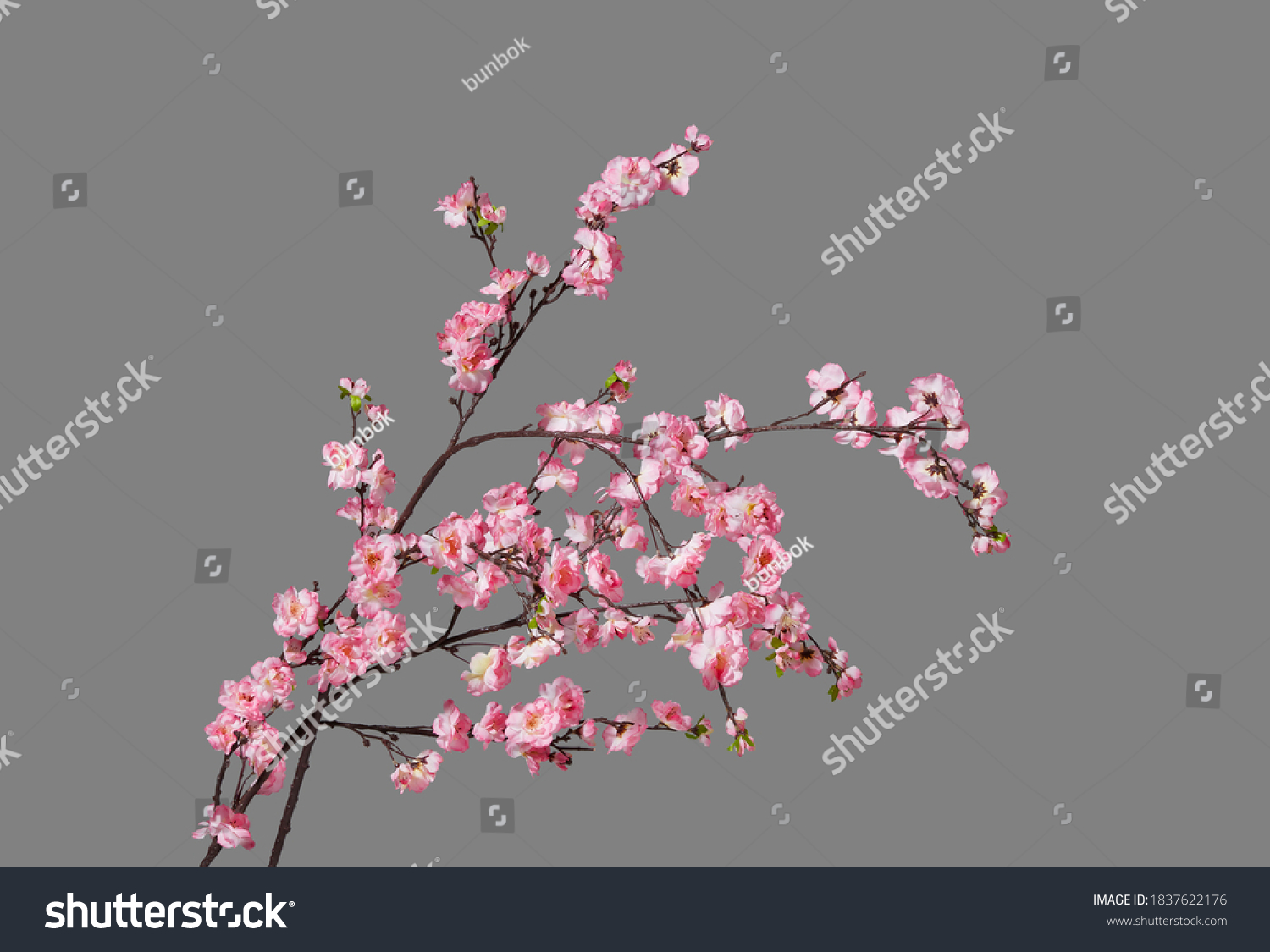 25,411 Red peach blossom Images, Stock Photos & Vectors | Shutterstock