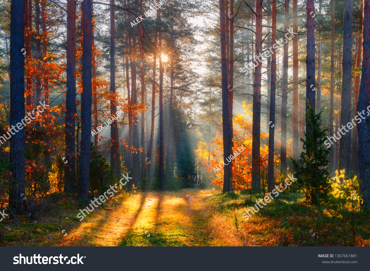 Fall Fall Forest Forest Landscape Autumn Stock Photo Edit Now