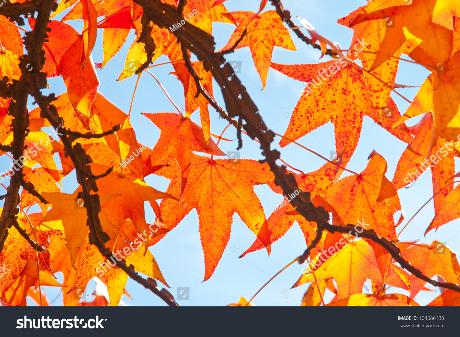 Fall Trees Leaves Stock Photo 104566433 - Shutterstock